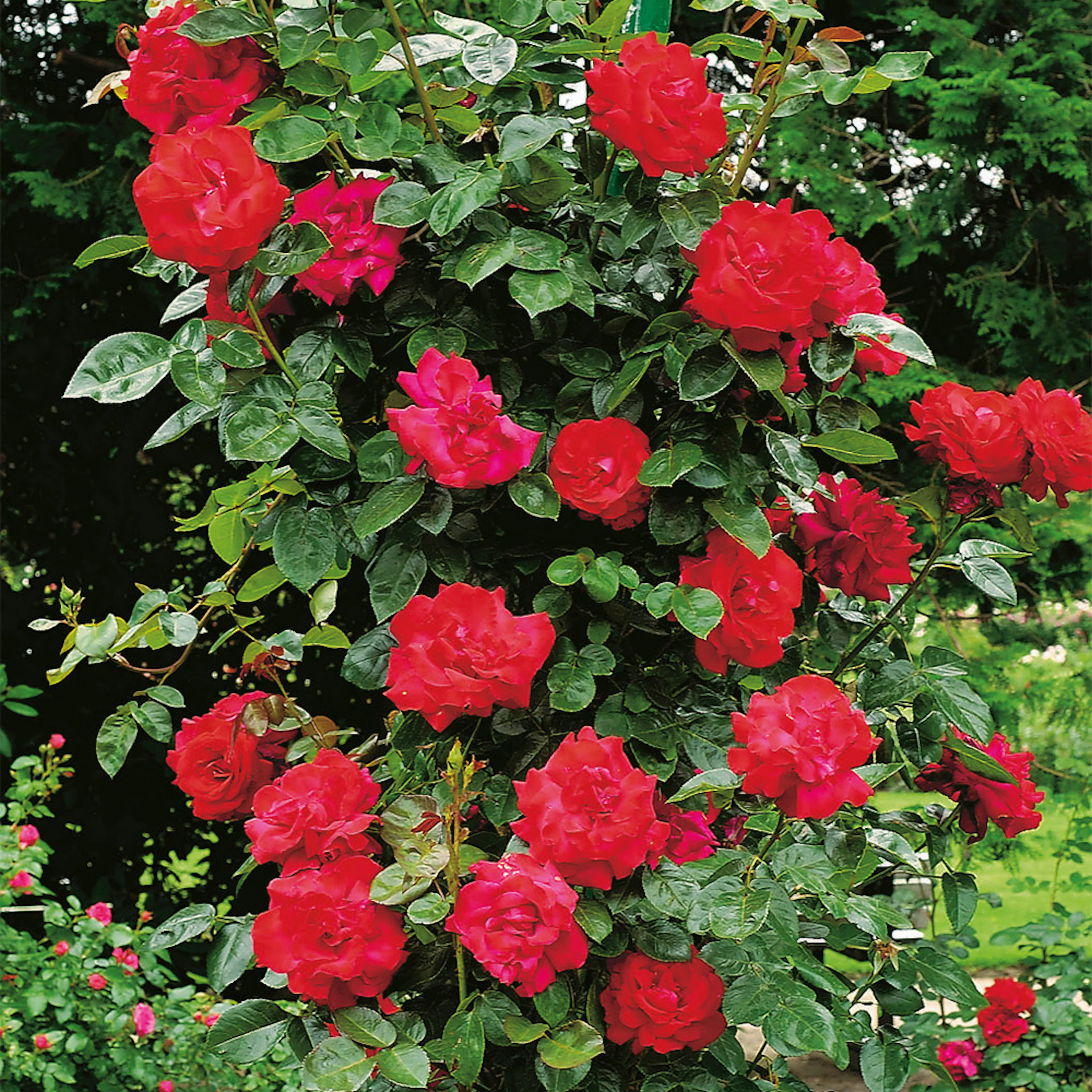 Rosa "Santana ", 10-pack 10-pack