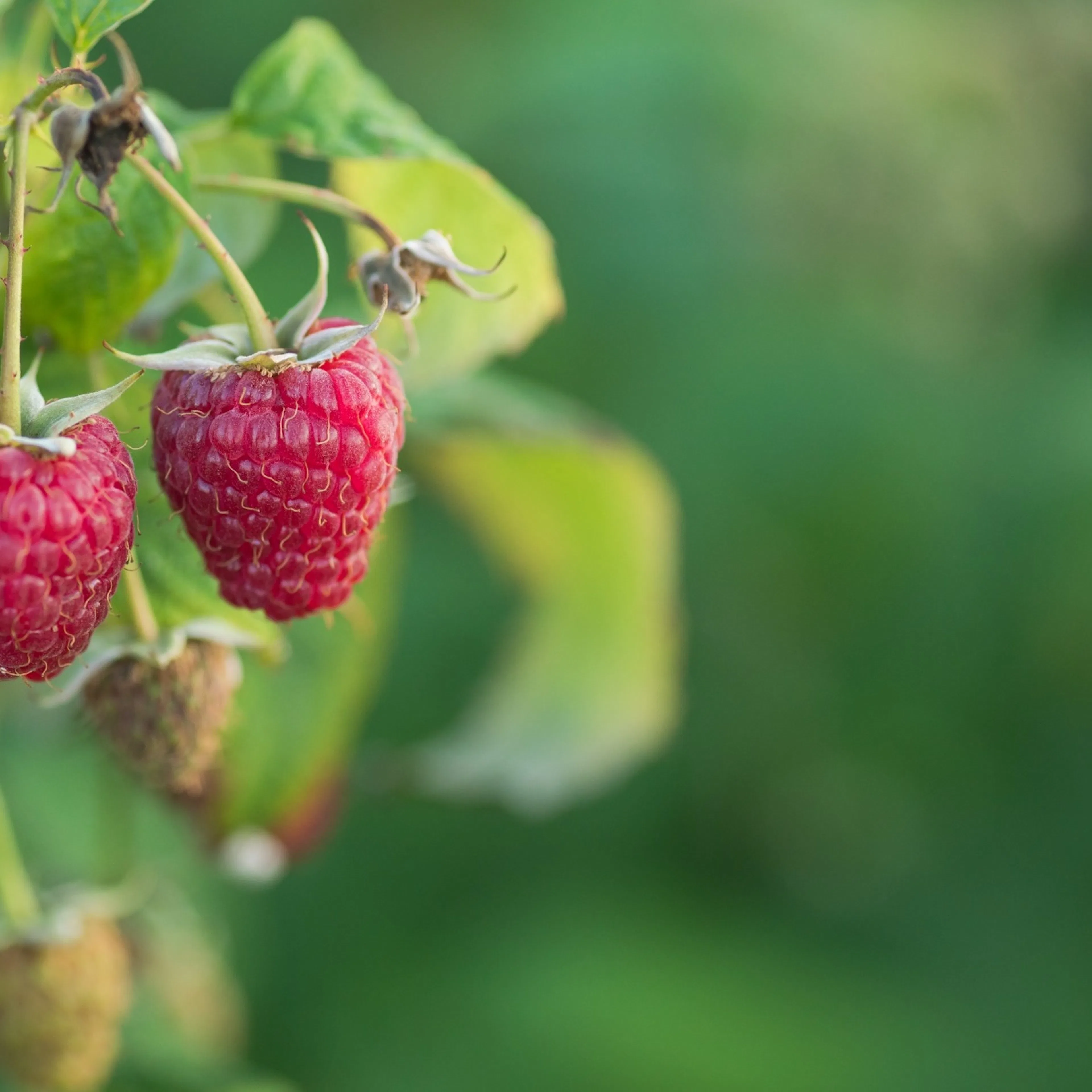 Rubus (Hösthallon) 'Polka' E , 10-pack 10-Pack