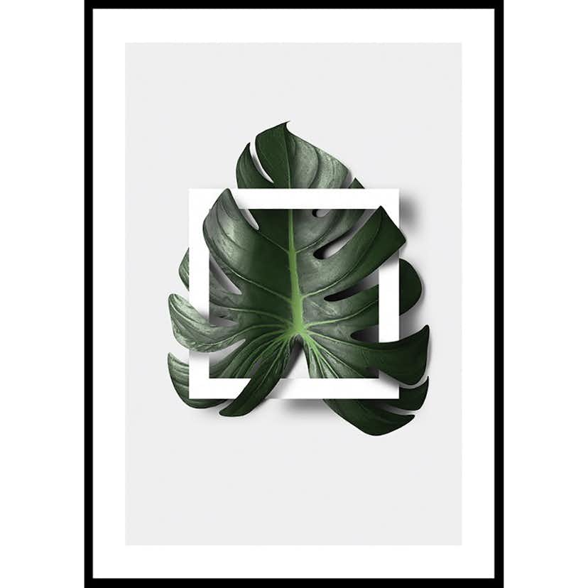 Poster Gallerix Monstera Boxed