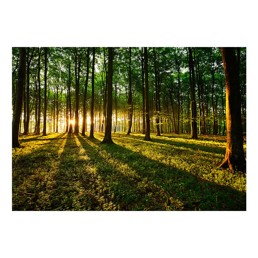 Fototapet Arkiio Spring: Morning In The Forest