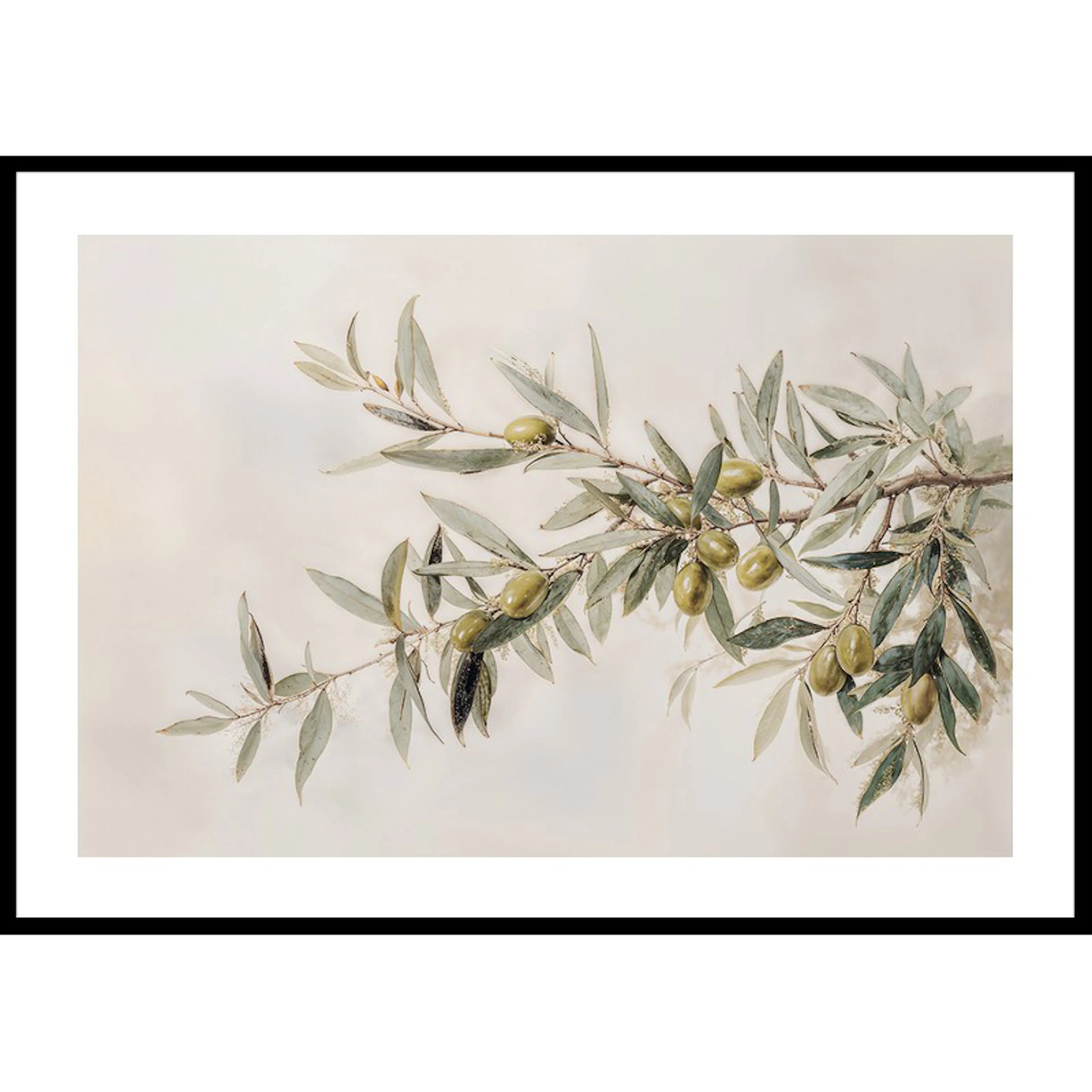 Poster Gallerix Olive Branch Aquarelle