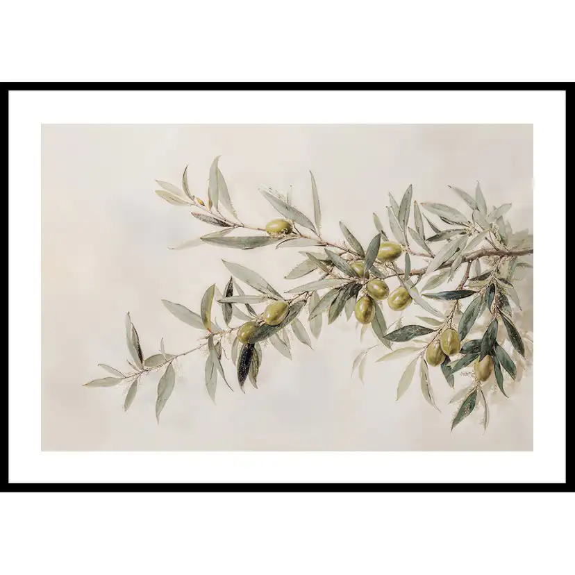 Poster Gallerix Olive Branch Aquarelle