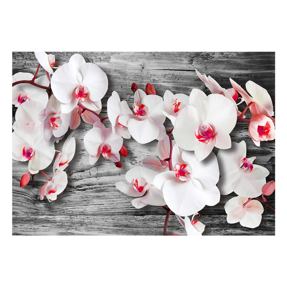 Fototapet Arkiio Callous Orchids