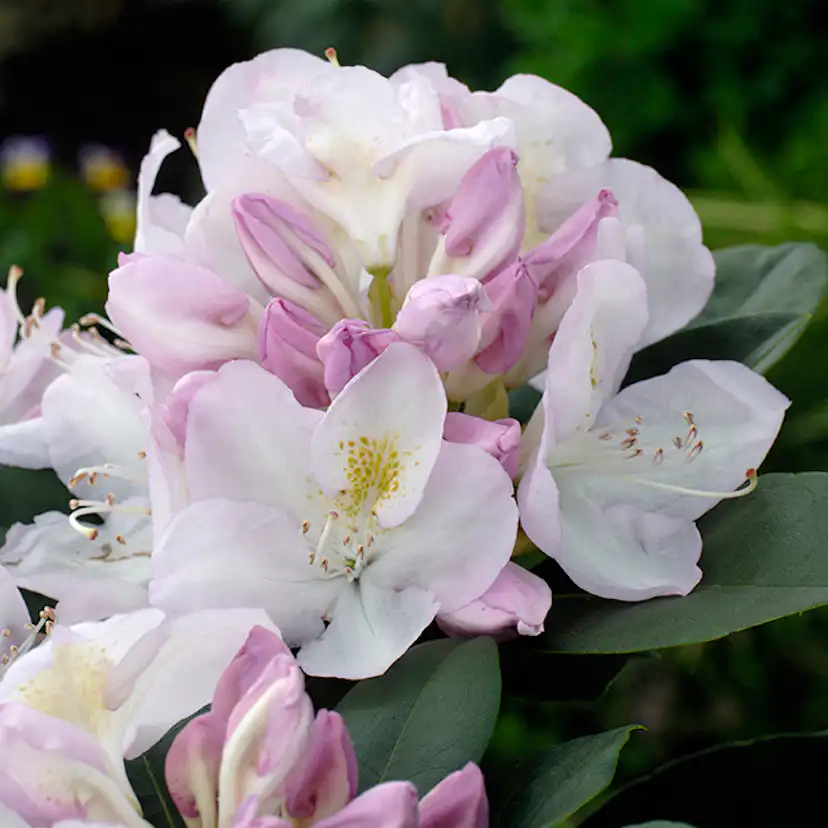 Rhododendron Omnia Garden Gomer Waterer 30-40 cm