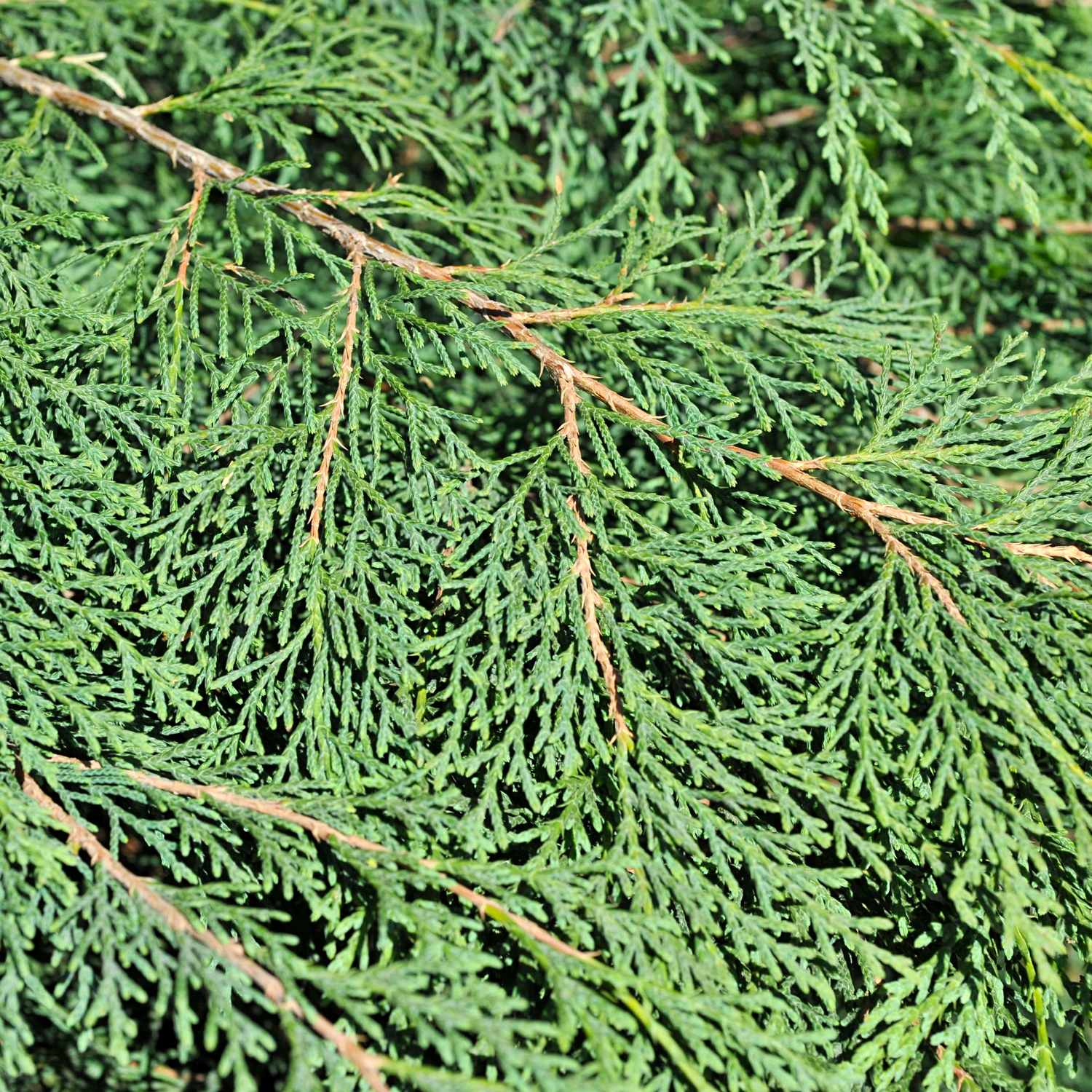 Marktäckare Kryptuja Omnia Garden Lågväxande