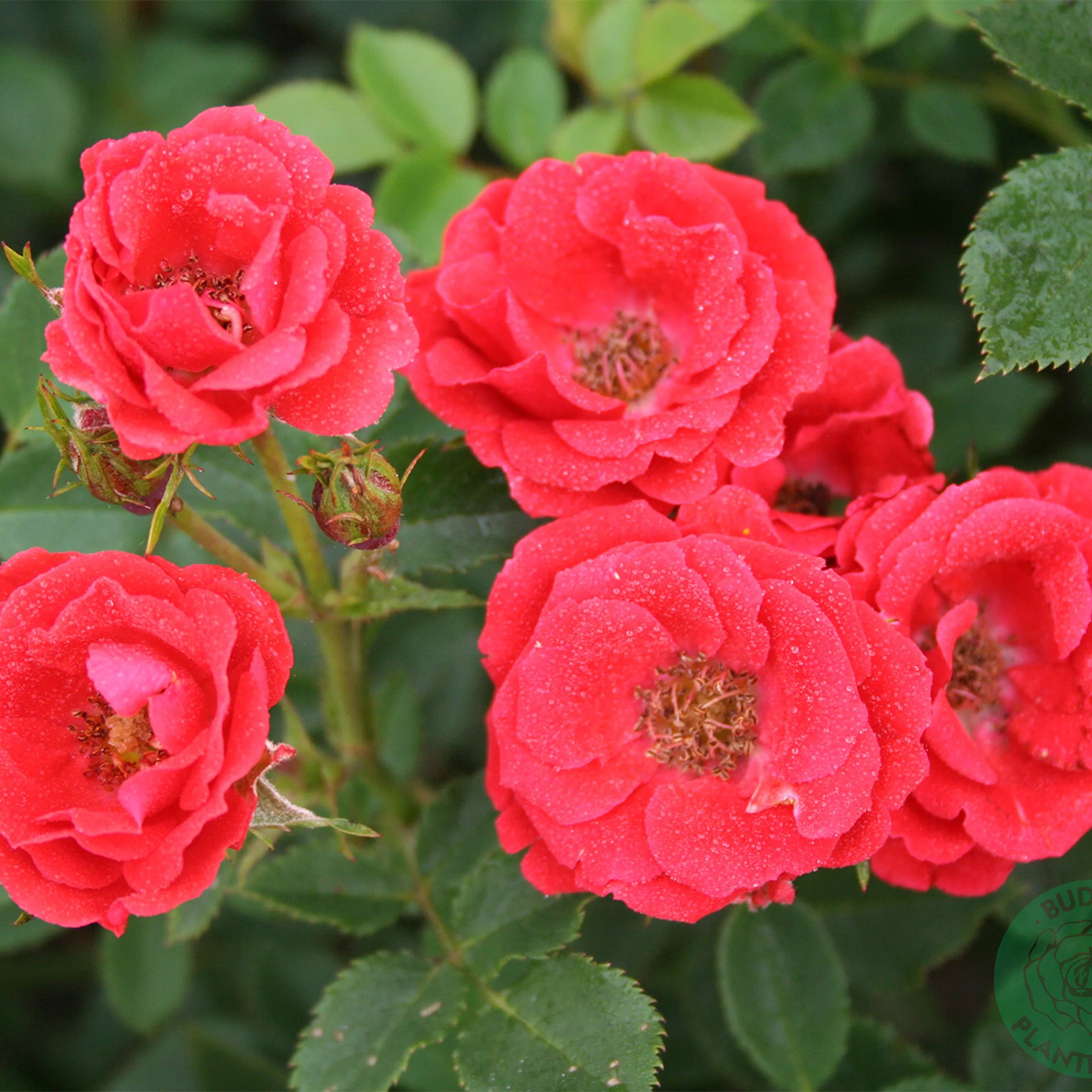 Rosa "Charming Cover", 1-pack 1-pack