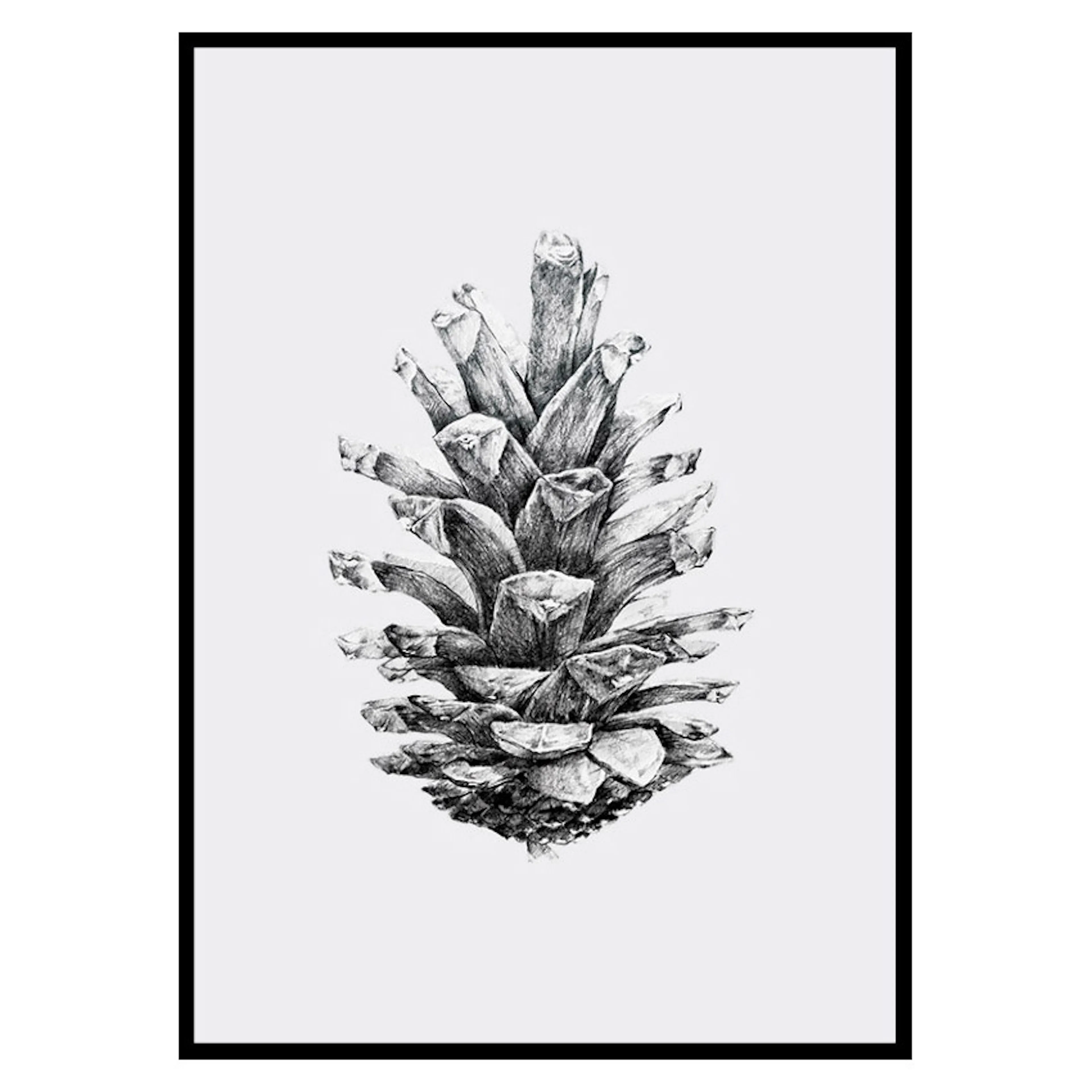 Poster Gallerix Sketched Spruce Cone