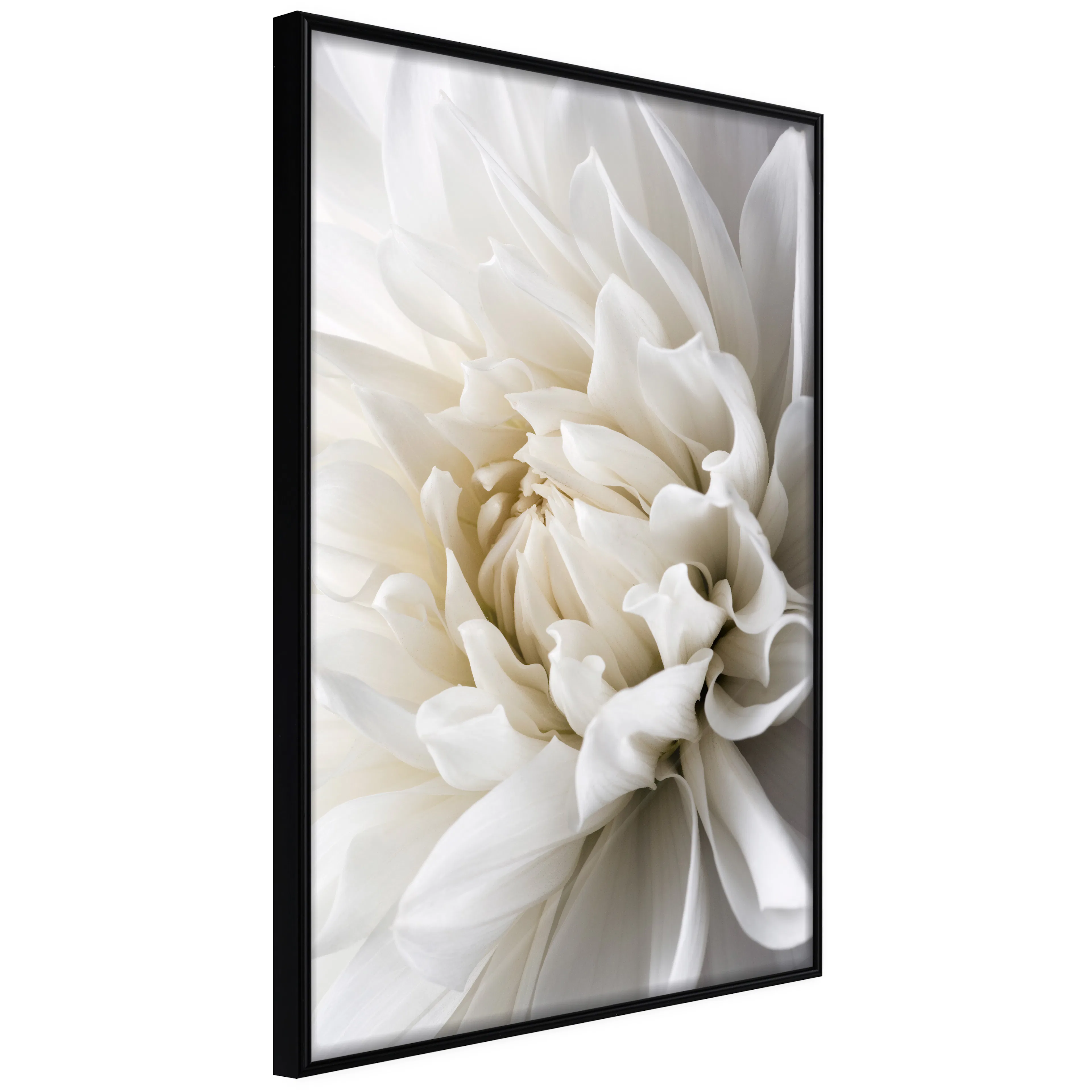 Affisch - White Dahlia [Poster] 40x60 Svart ram, 40x60 cm