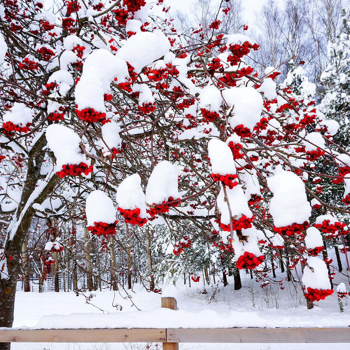 Prydnadsträd Omnia Garden Rönn