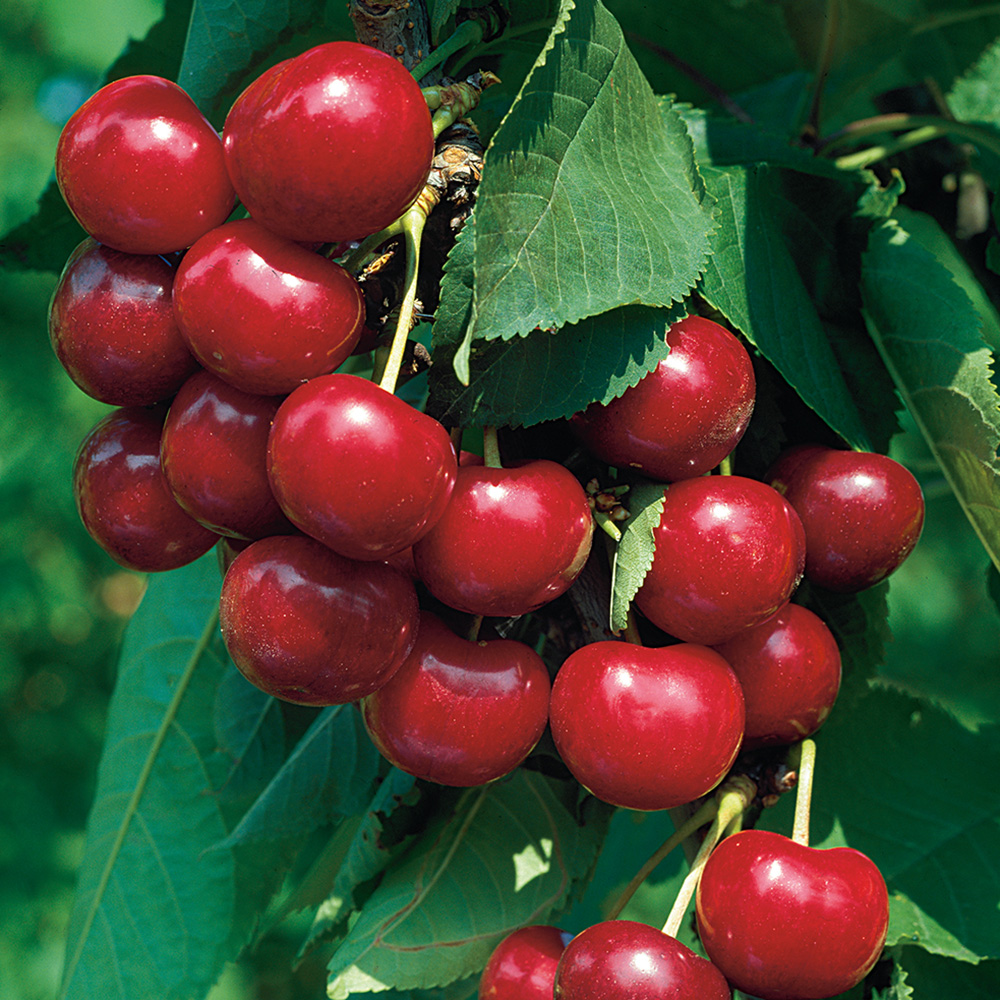 Sötkörsbärsträd Omnia Garden Van E