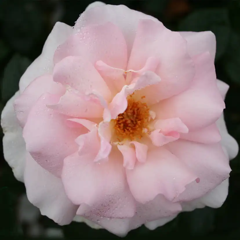 Storblommig Rabattros Omnia Garden A Whiter Shade of Pale