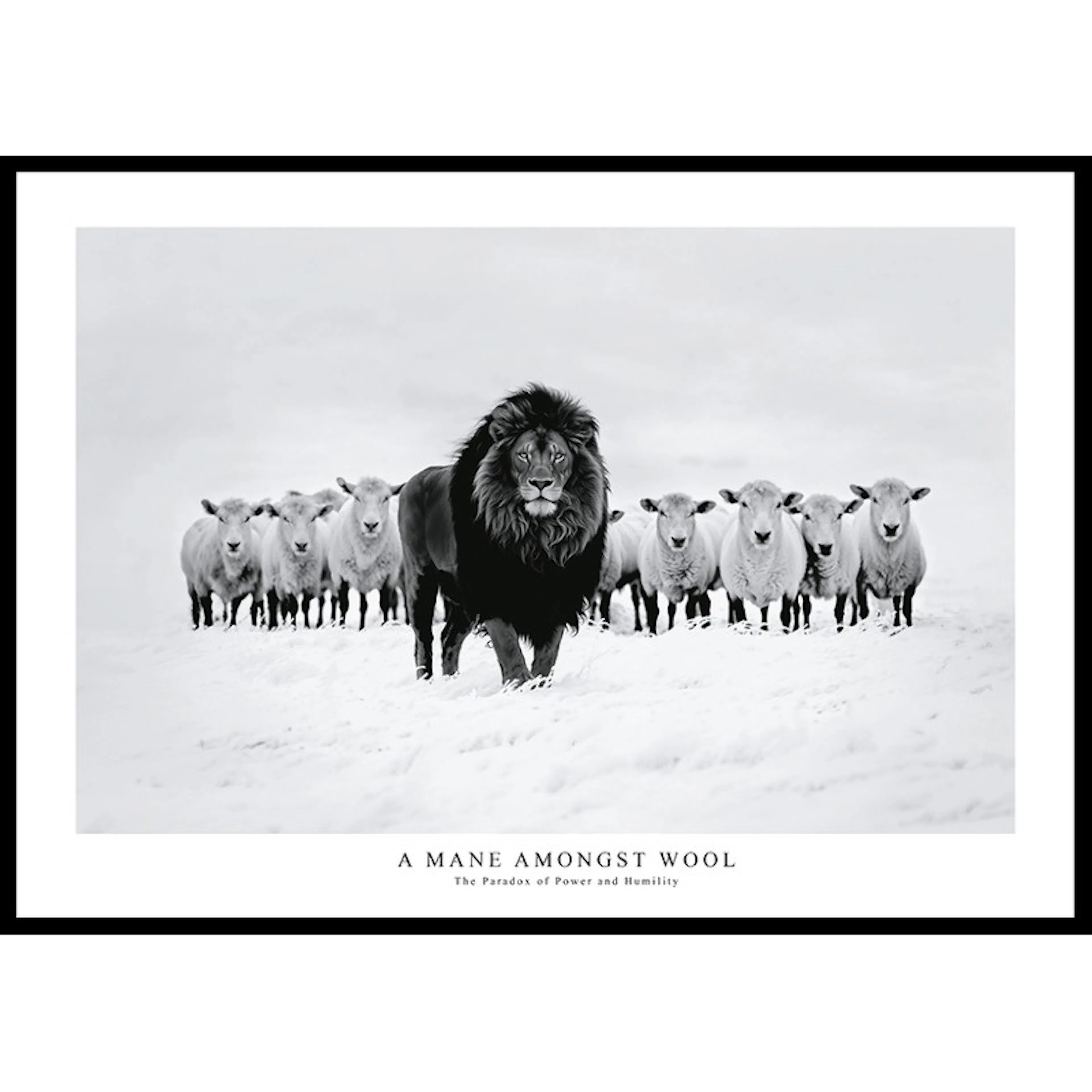 Poster Gallerix A Mane Amongst Wool