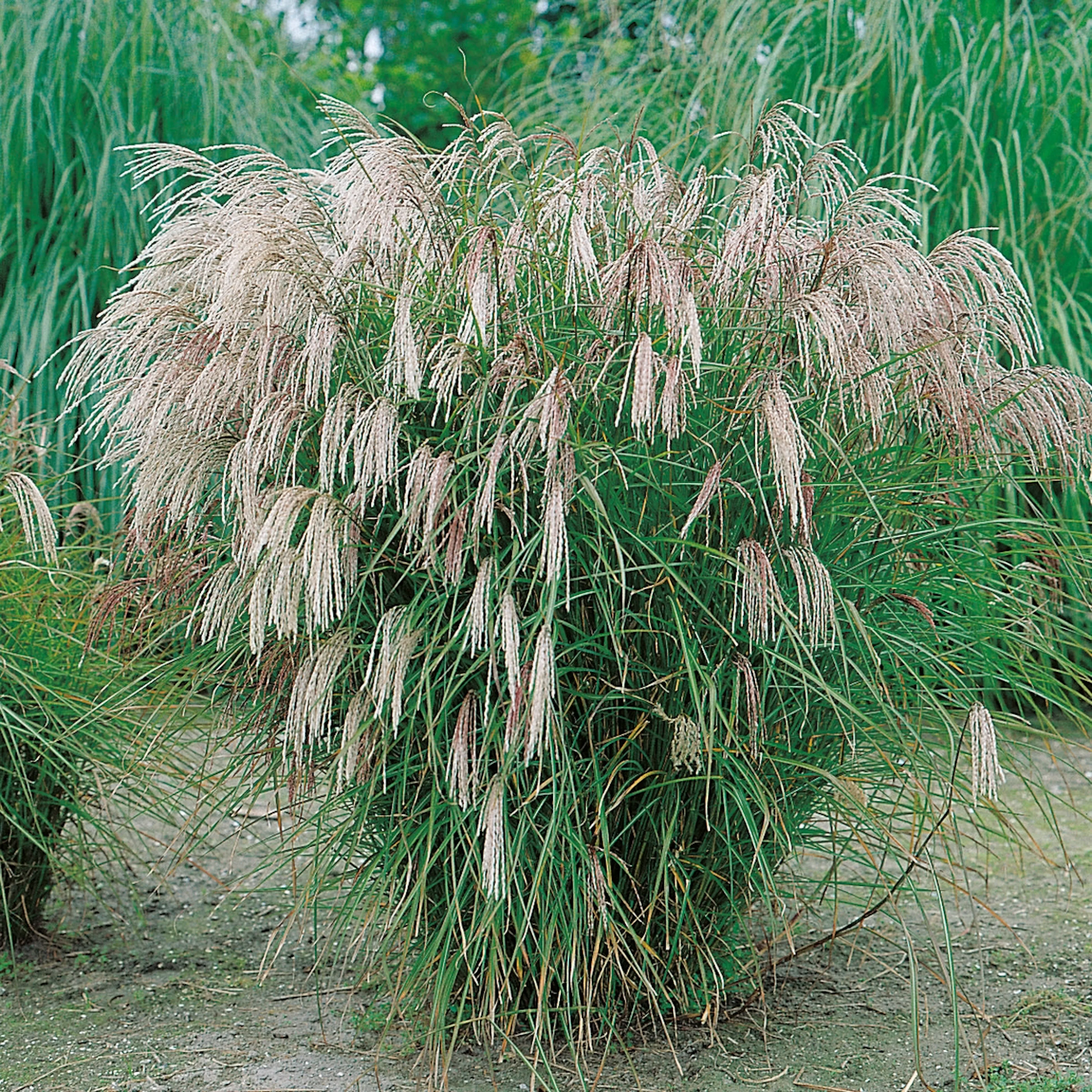 Miscanthus sinensis 'Kleine Fontäne', 3,5 L 1-pack