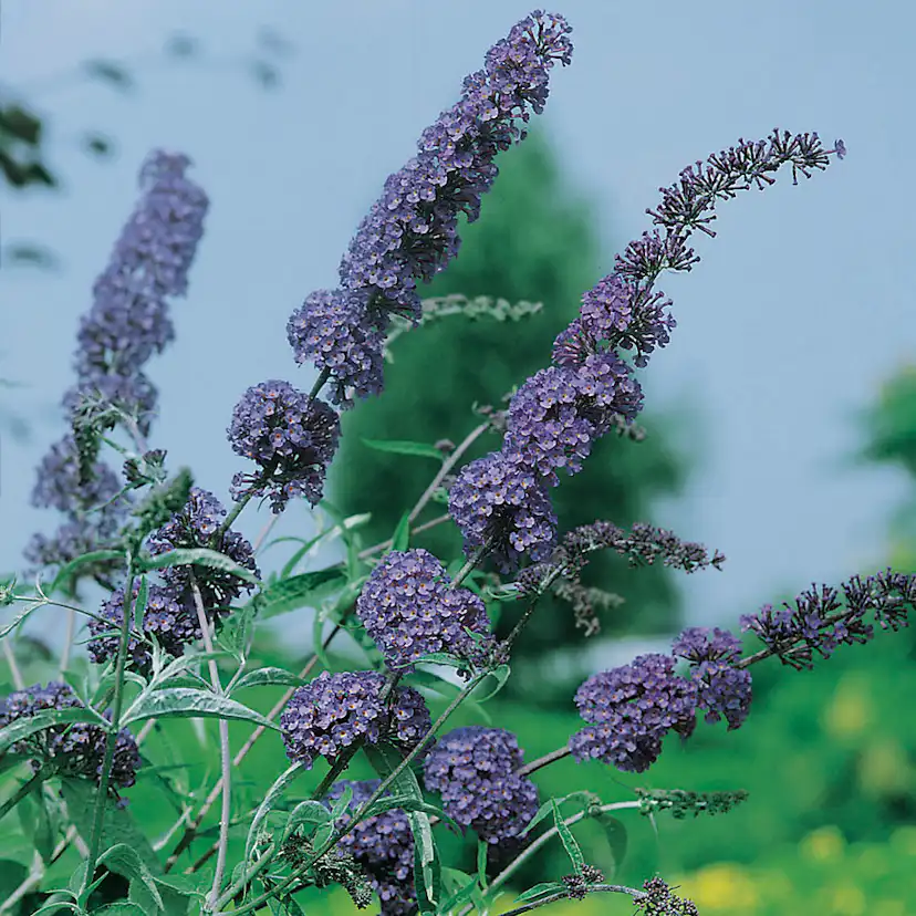Prydnadsbuske Omnia Garden Syrénbuddleja Nanho Blue