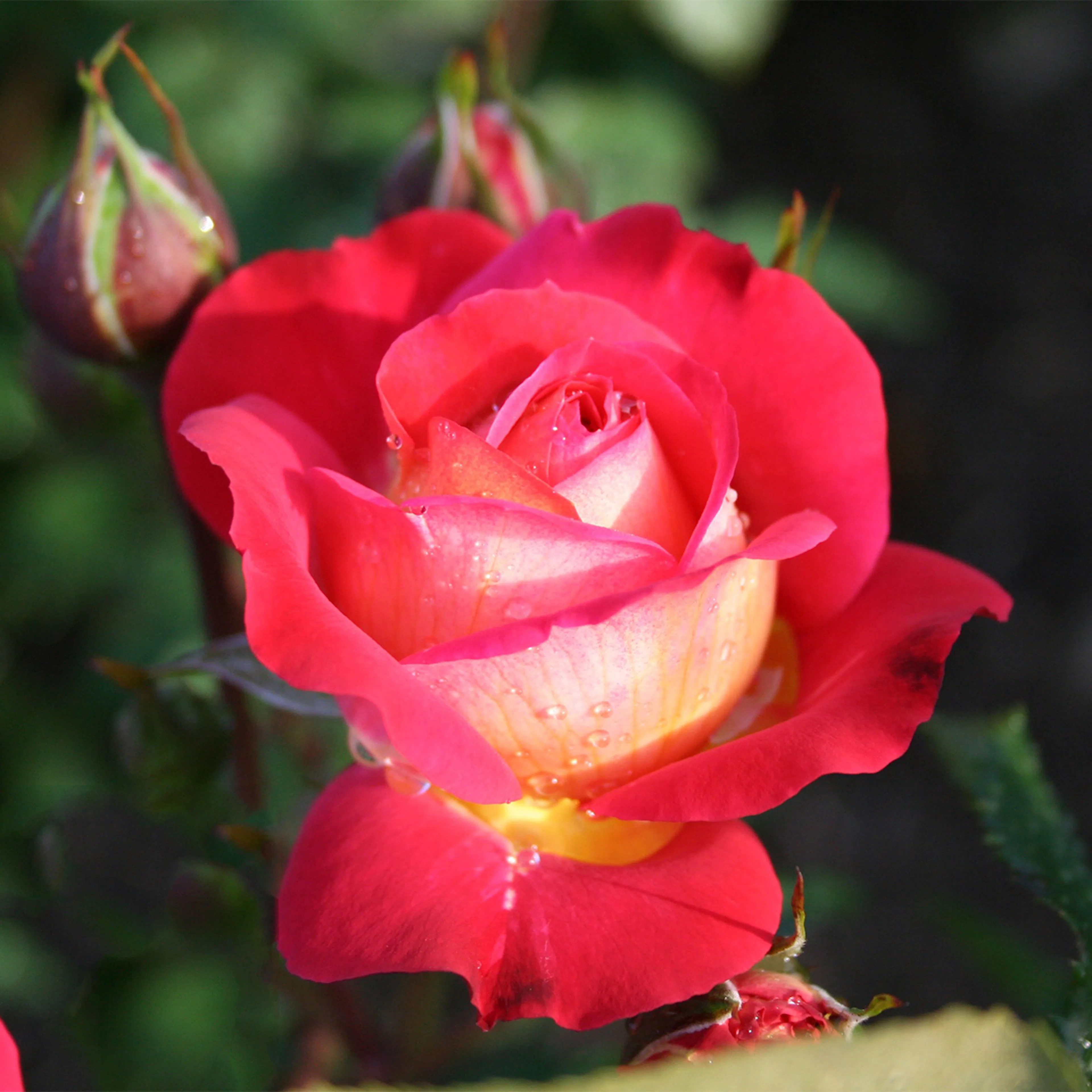 Rosa "Midsummer", 10-pack 10-pack
