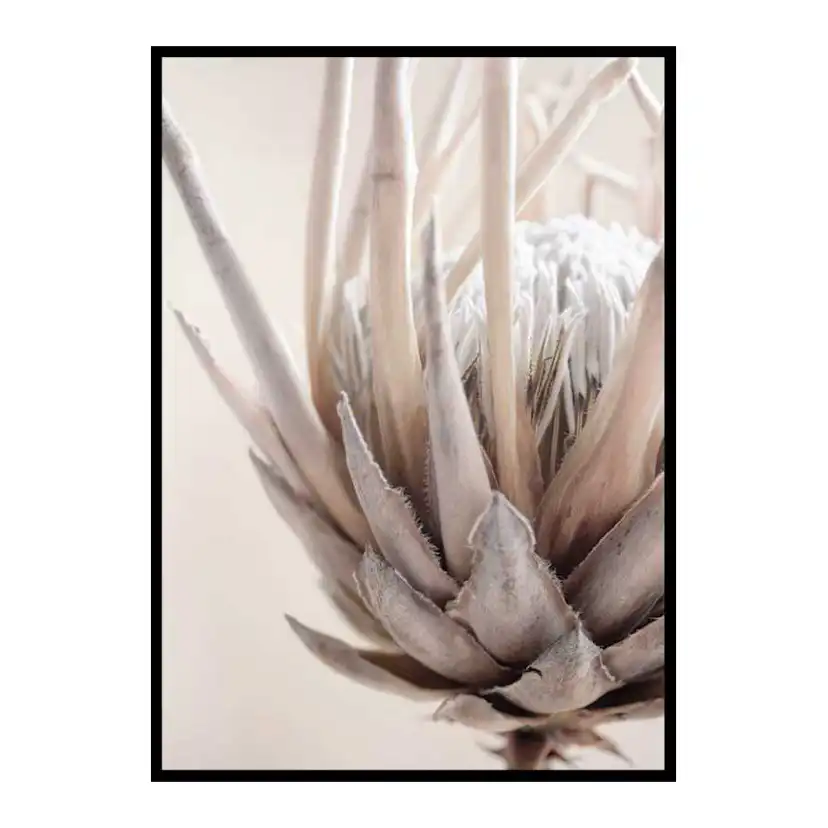 Poster Gallerix Protea Flower No2