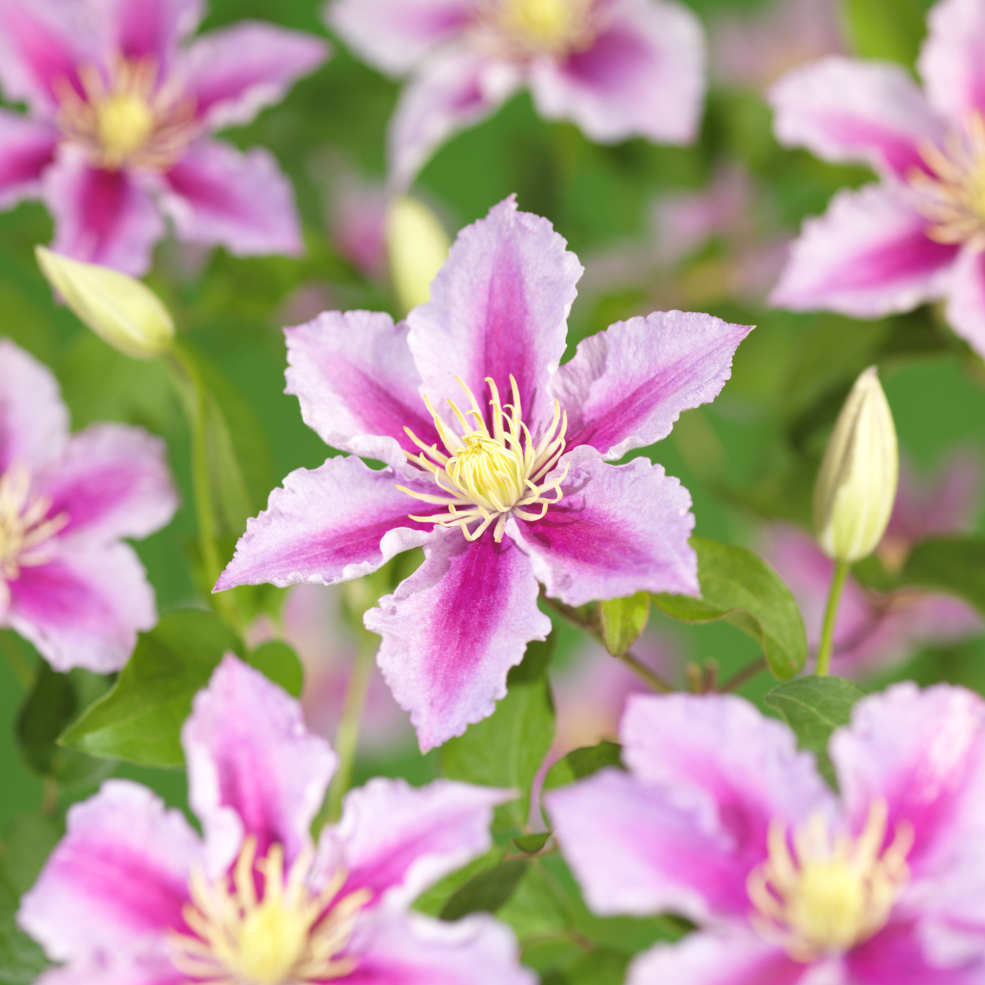 Klätterväxt Rosaröd Patens Klematis Omnia Garden 40-60 cm