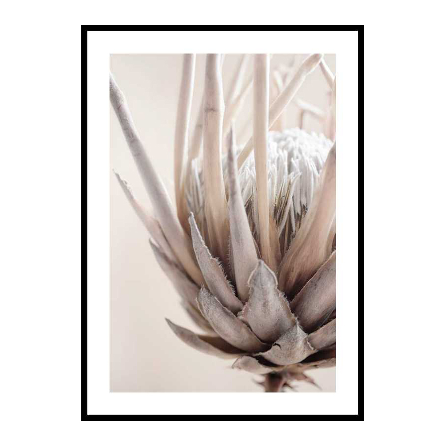 Poster Gallerix Protea Flower No2