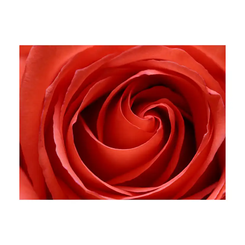 Fototapet Arkiio Uppvaknande Rose
