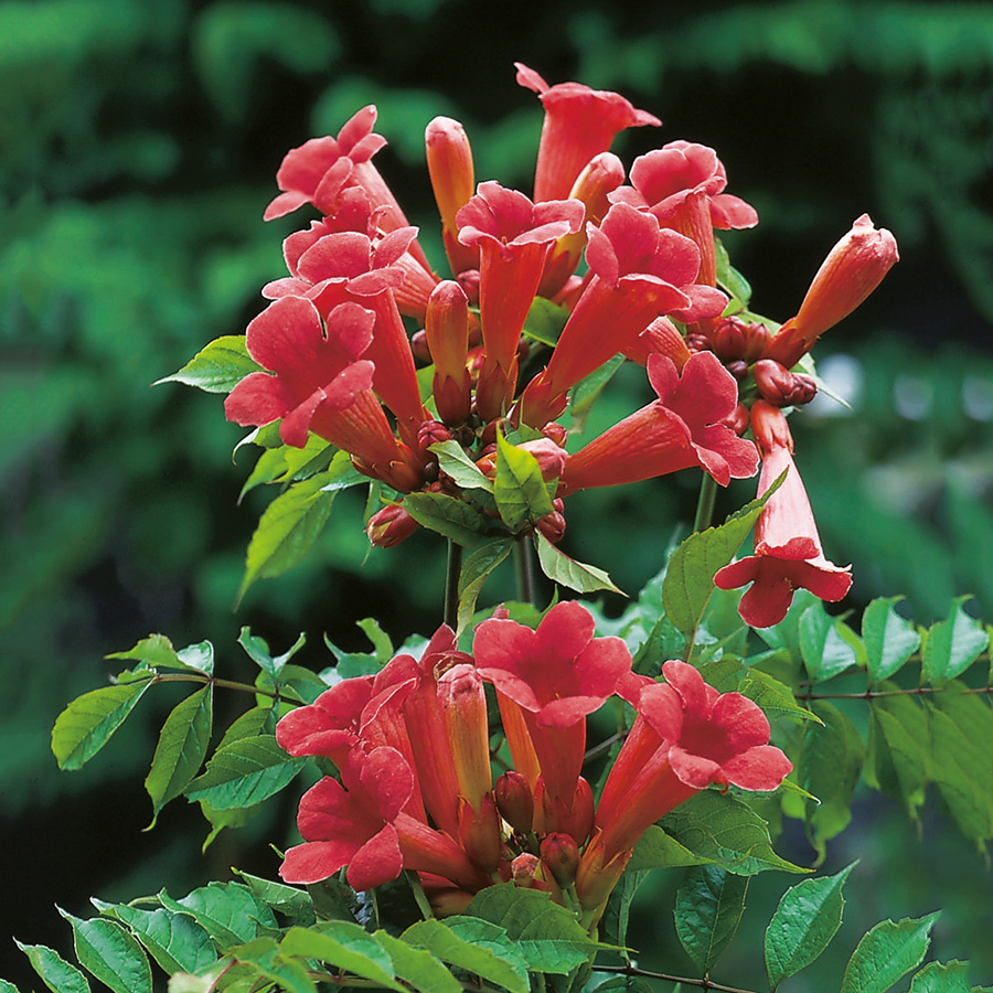 Klätterväxt Trumpetranka Omnia Garden 40-60 cm