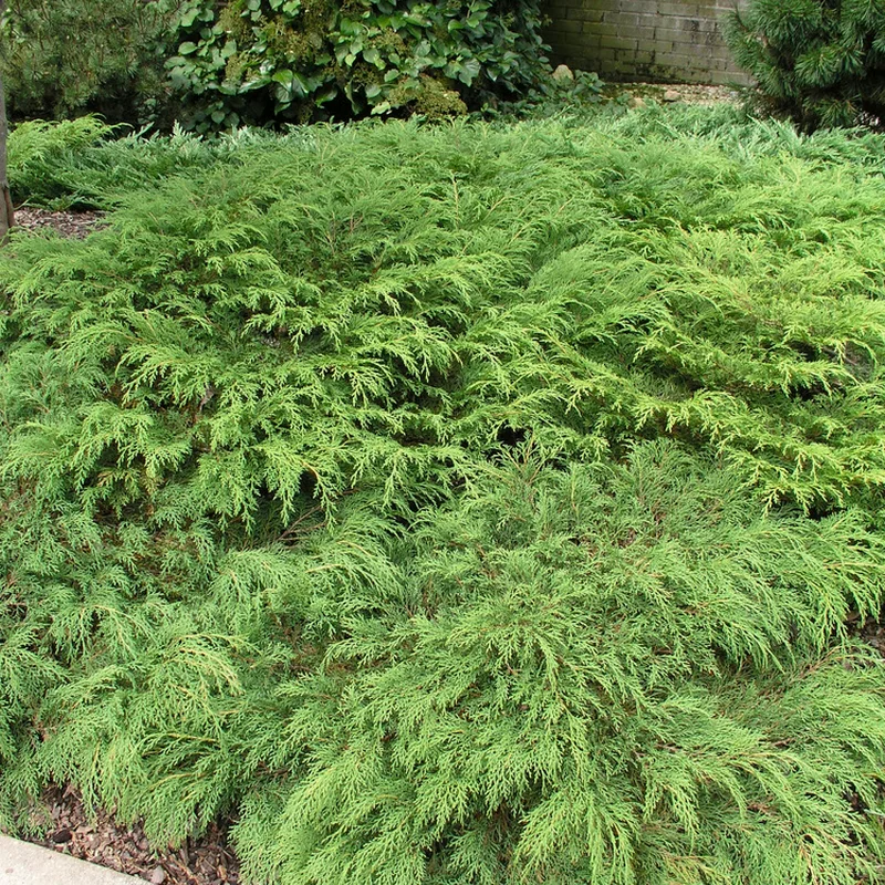 Marktäckare Kryptuja Omnia Garden Lågväxande