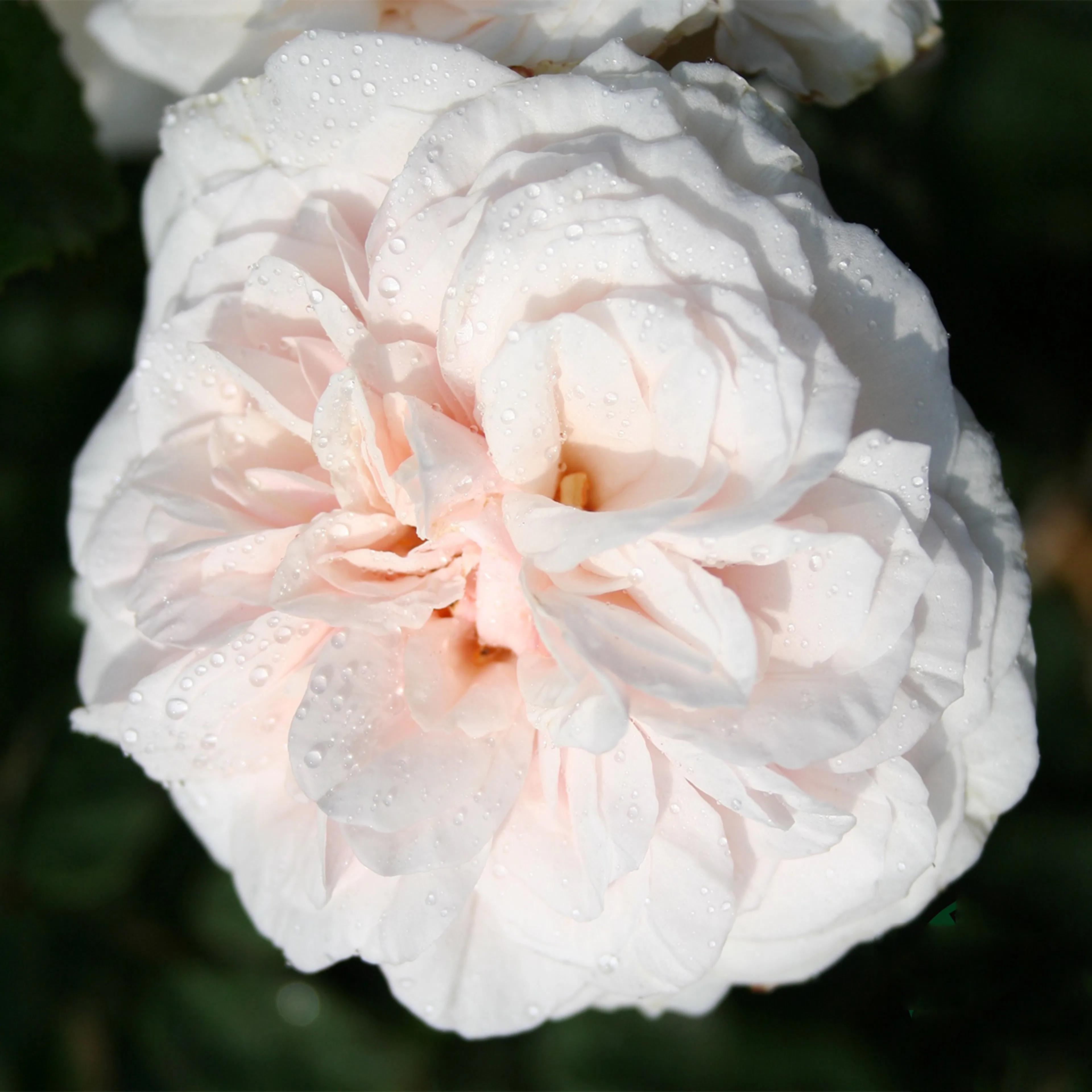 Rosa "Souvenir de la Malmaison", 1-pack 1-pack