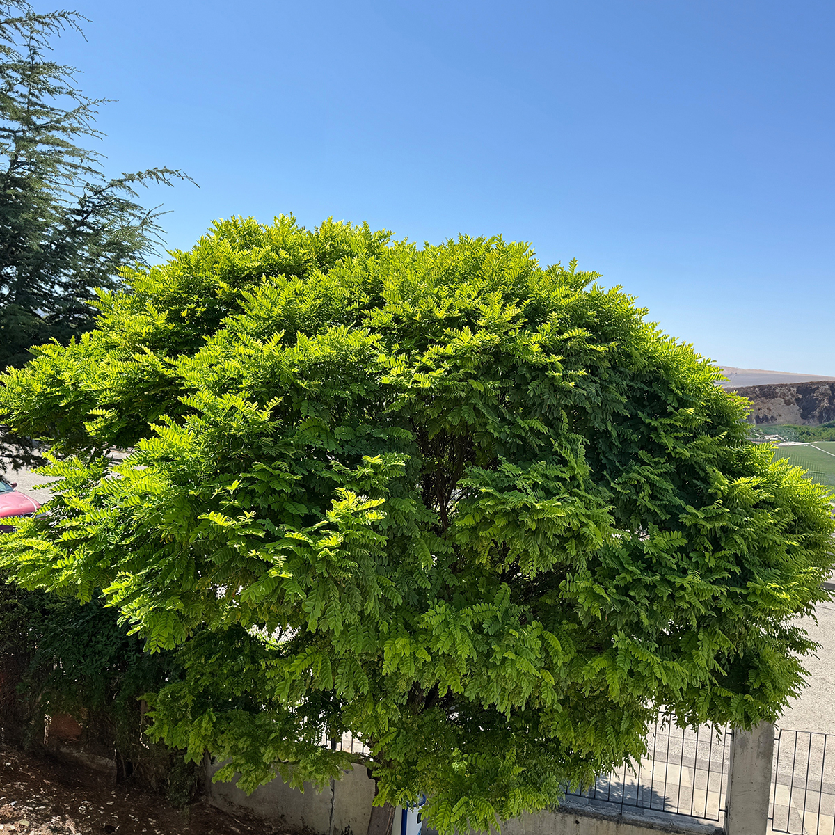 Prydnadsträd Omnia Garden Klotrobinia