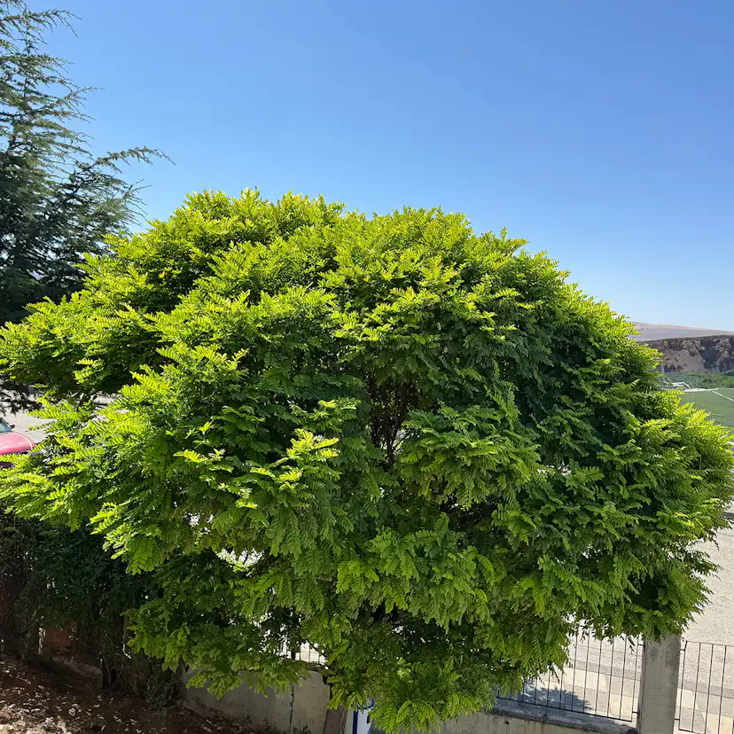 Prydnadsträd Omnia Garden Klotrobinia