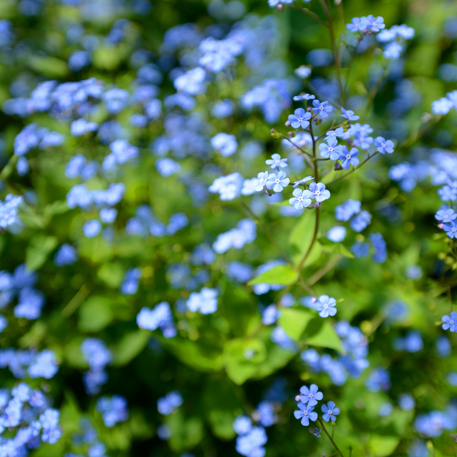 Planta Kaukasisk Förgätmigej Omnia Garden Jack Frost