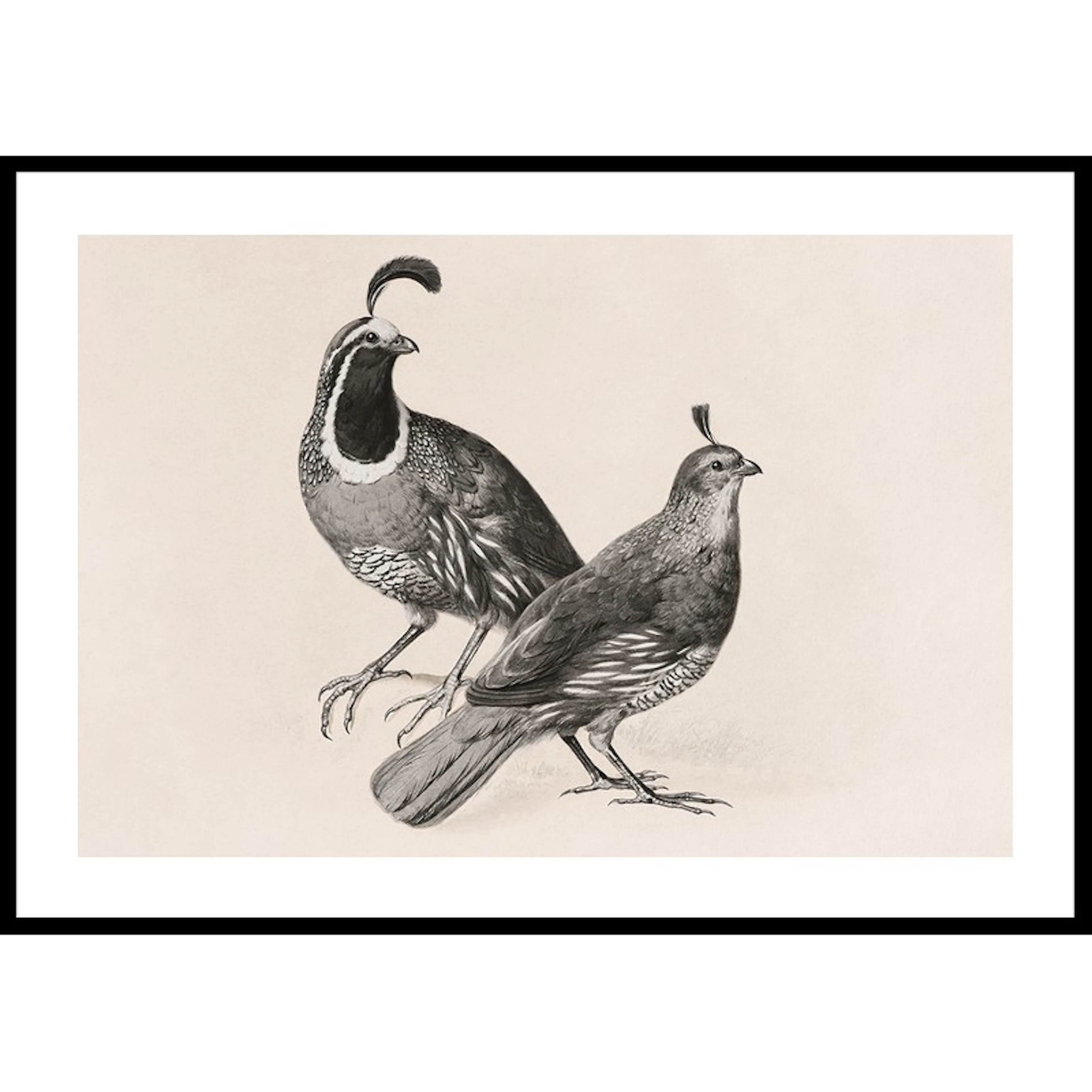 Gamble Quail By Charles Christian Nahl 70x100 70x100 cm