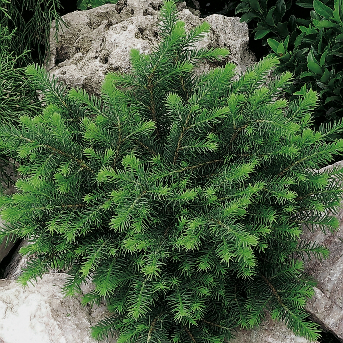 Serbisk Dvärggran Omnia Garden Karel