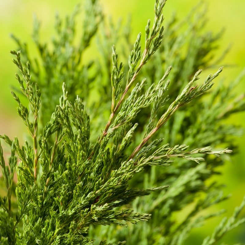 Prydnadsbuske Amerikansk Kryp-En Omnia Garden Andorra Compact