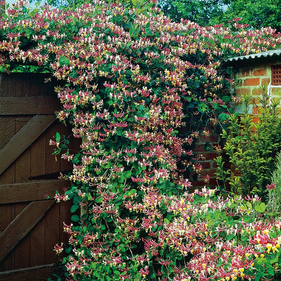 Klätterväxt Vildkaprifol Omnia Garden Lonicera Periclymenum "Serotina" 40-60 cm