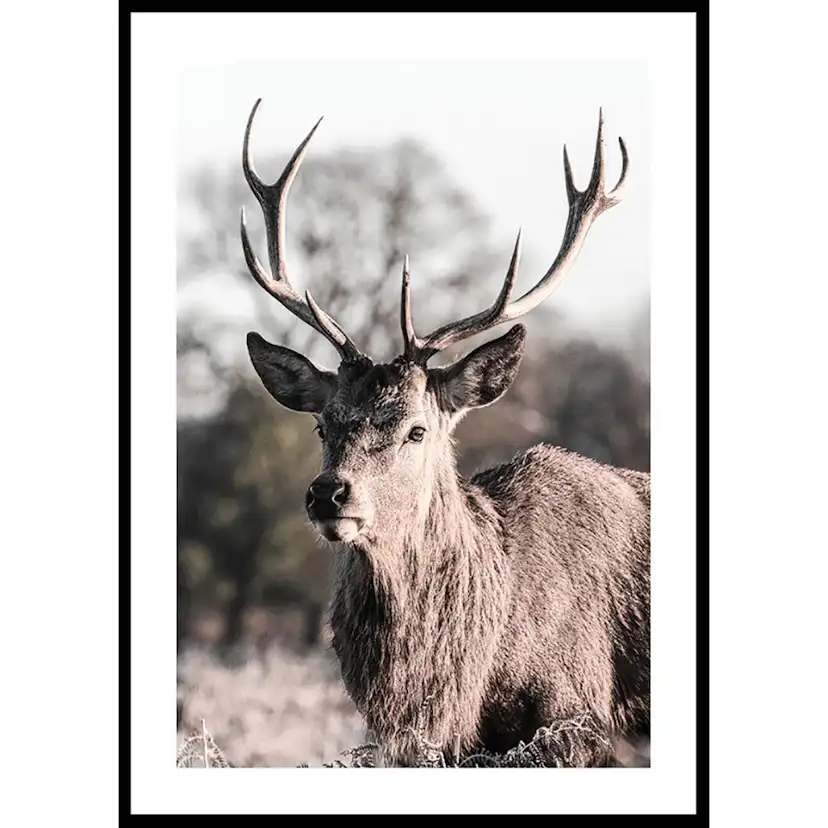 Poster Gallerix Deer Up Close