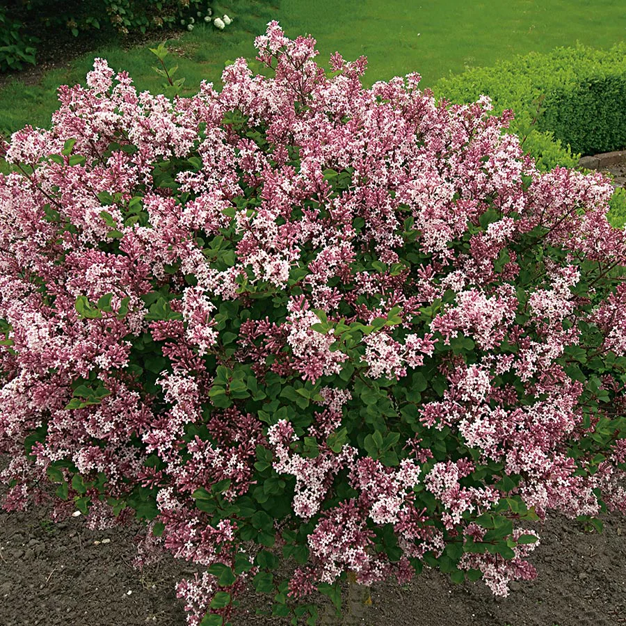 Prydnadsbuske Omnia Garden Dvärgsyrén