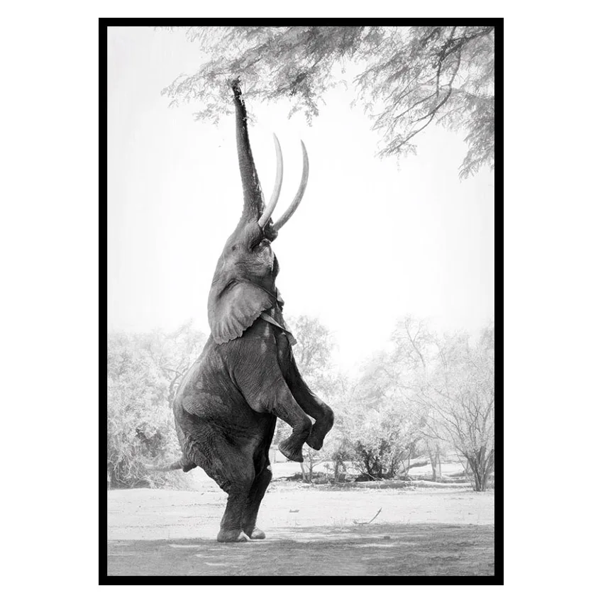 Poster Gallerix Standing Tall Elephant