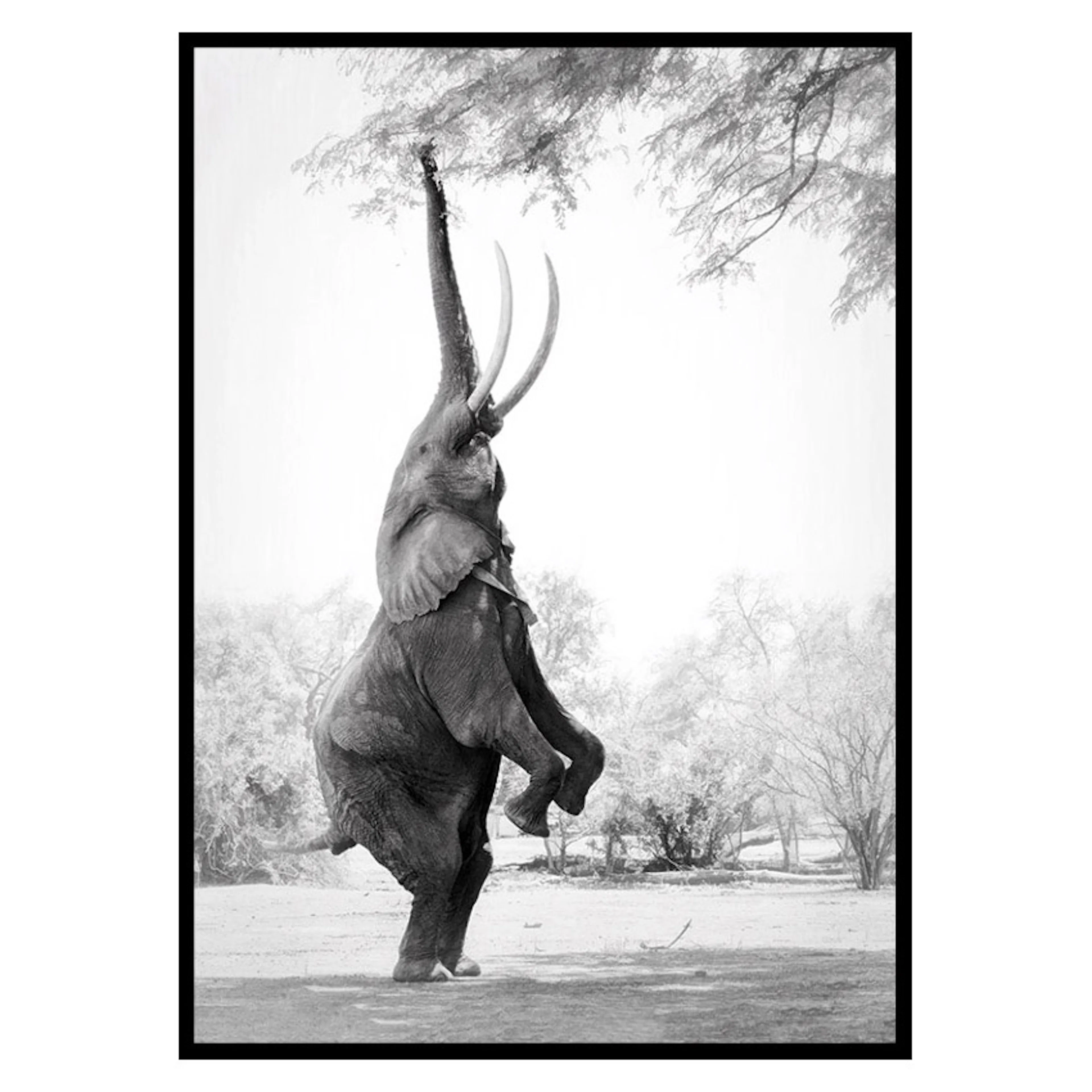 Poster Gallerix Standing Tall Elephant