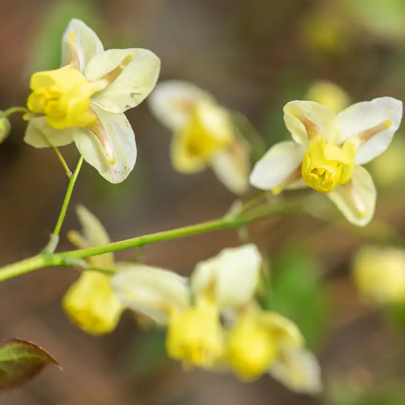 Marktäckare Blekgul Sockblomma Omnia Garden Sulphureum