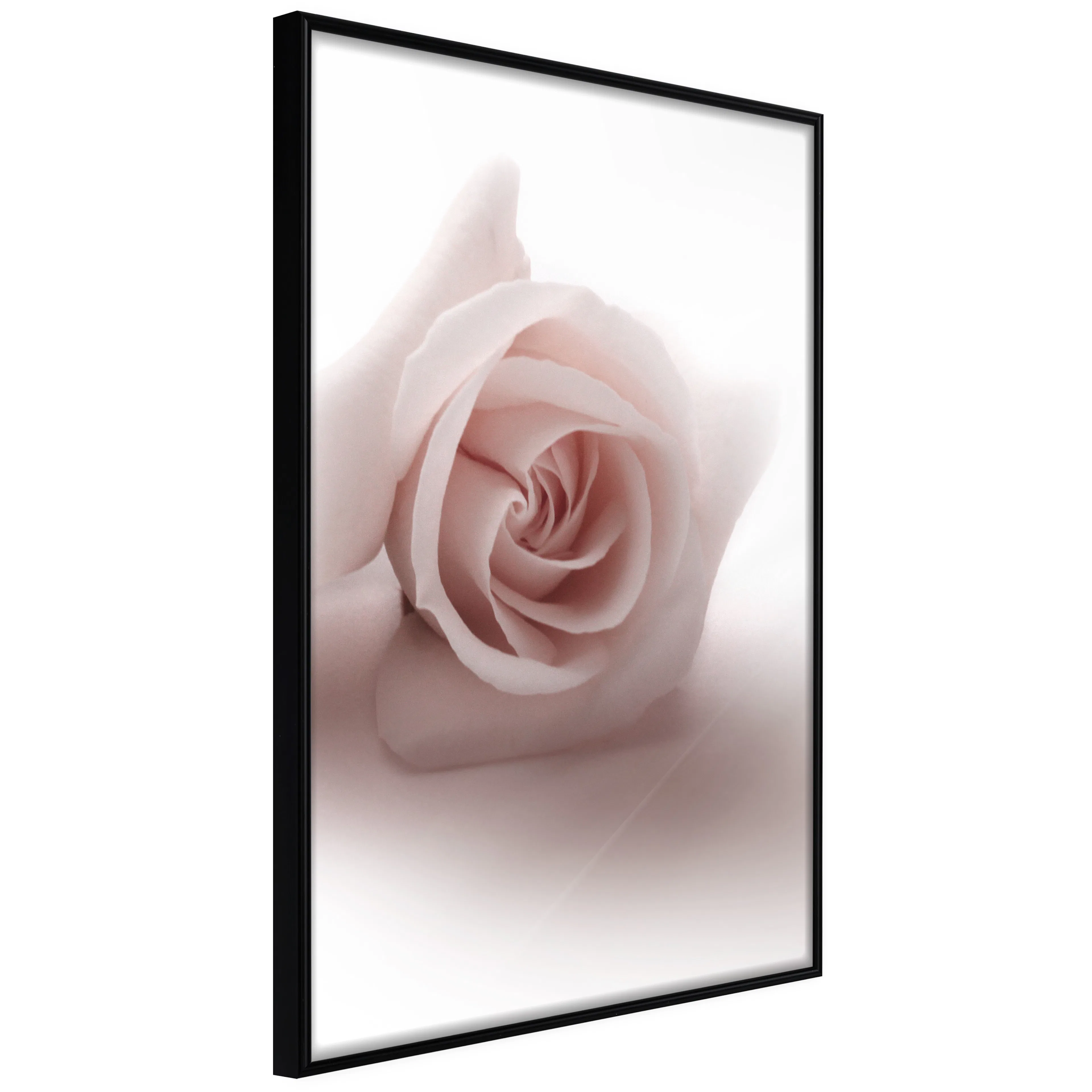 Affisch - Rose Shadow [Poster] 40x60 Svart ram, 40x60 cm