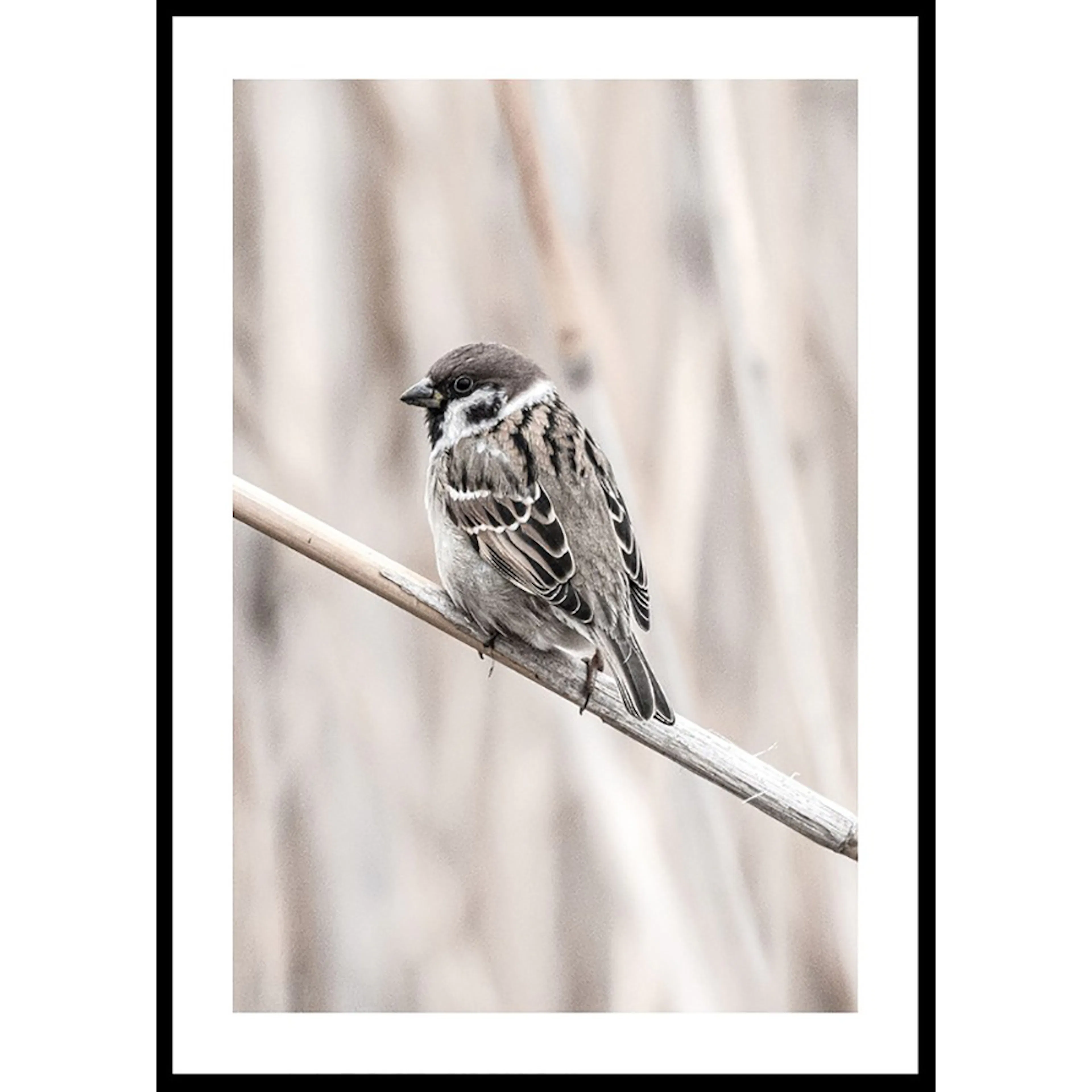 Poster Gallerix Tree Sparrow