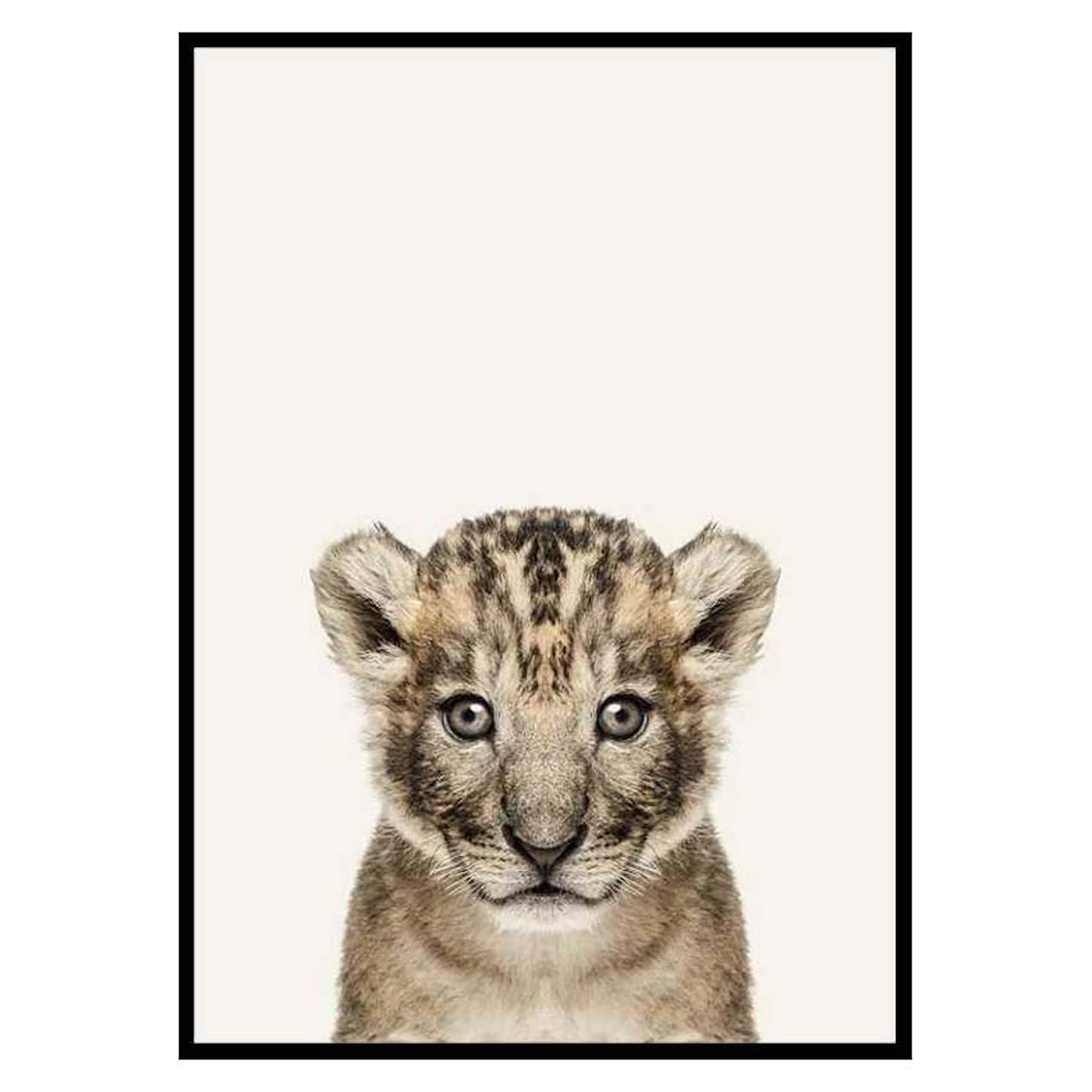 Poster Gallerix Baby Lion