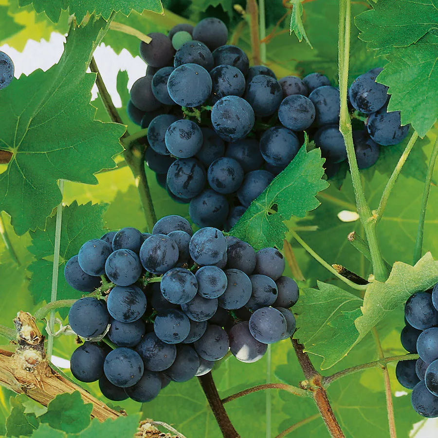 Ranka Blå Vindruvor Omnia Garden 30-50 cm