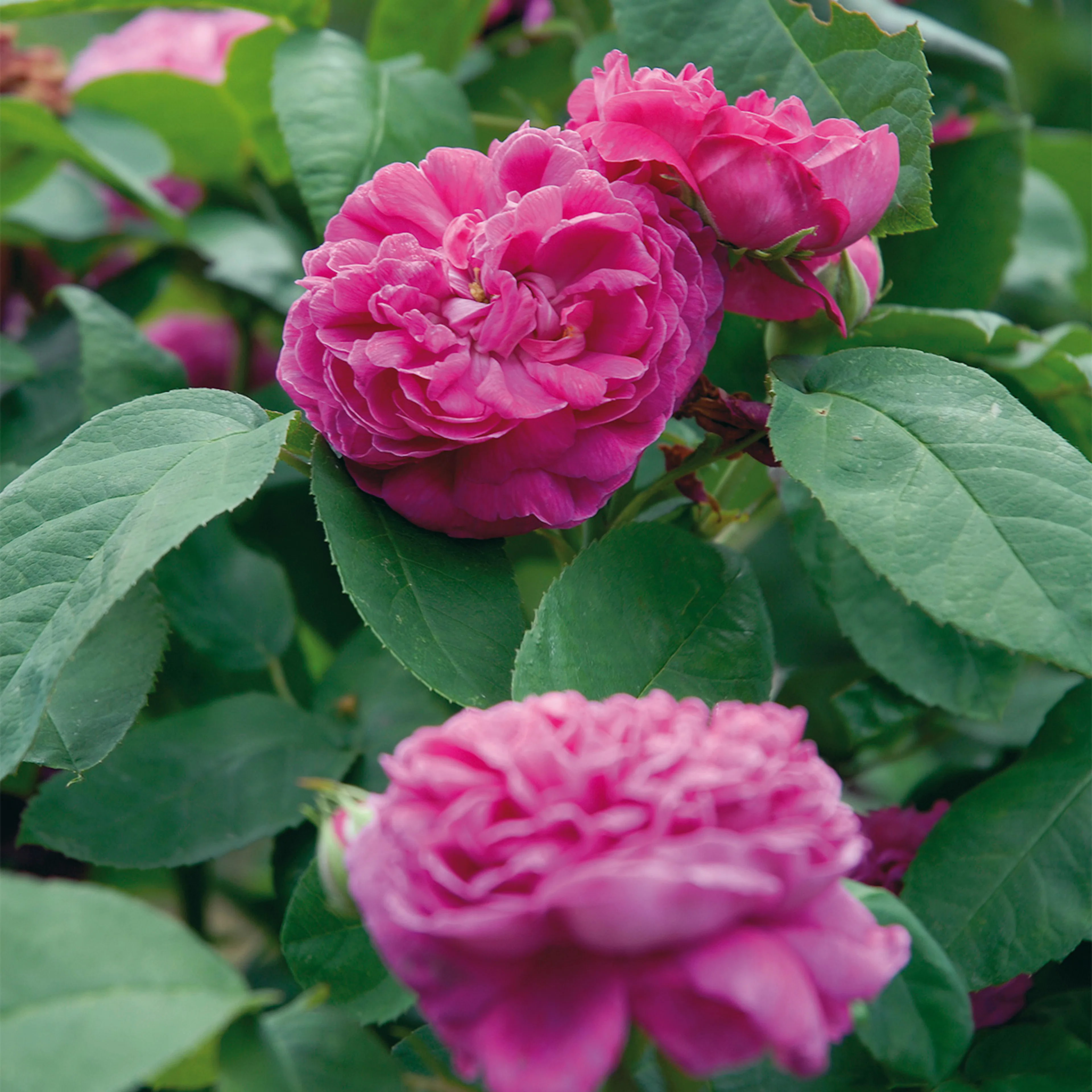 Rosa "Rose de Rescht", 1-pack 1-pack