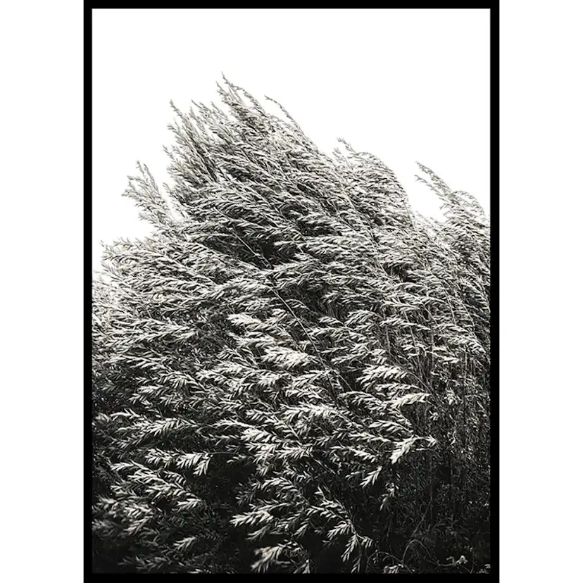Poster Gallerix Bush Of Plants