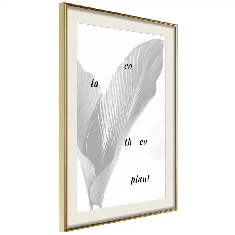 Poster Artgeist Affisch Calathea Plant