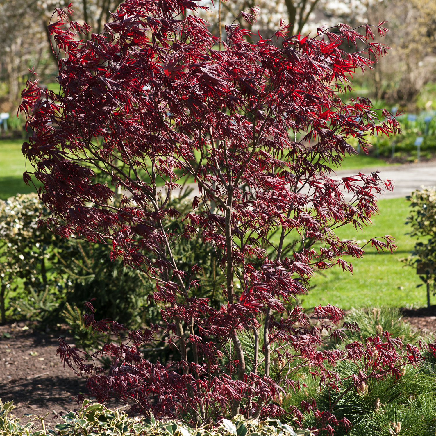 Prydnadsbuske Omnia Garden Japansk Lönn Bloodgood