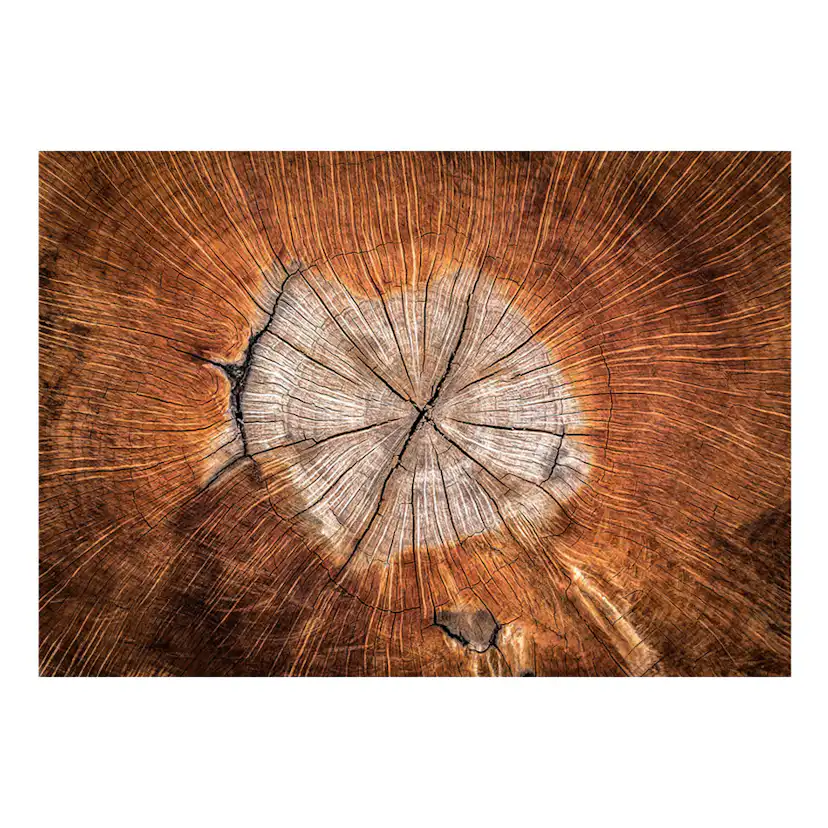 Fototapet Arkiio The Soul Of A Tree