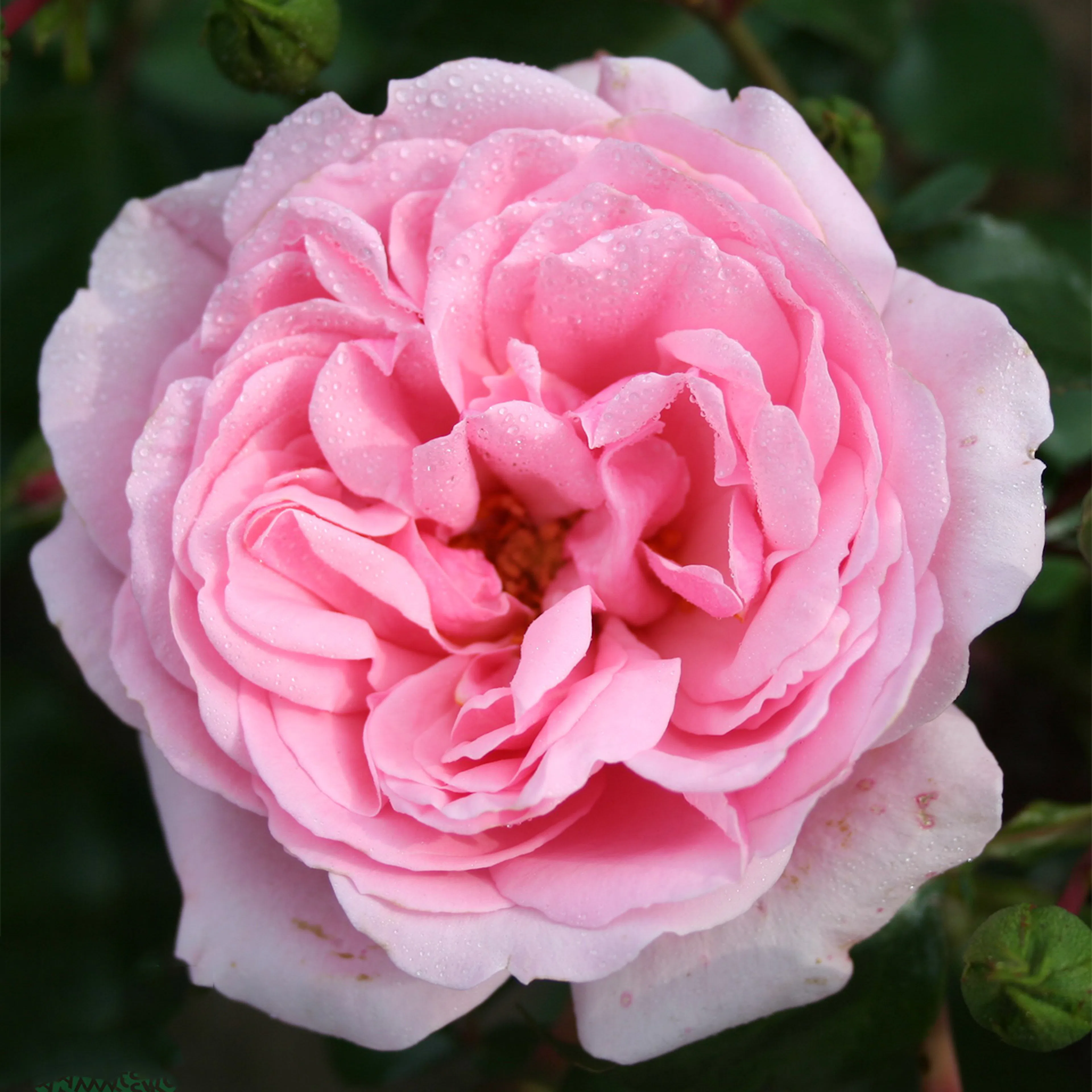 Rosa "Home & Garden", 1-pack 1-pack