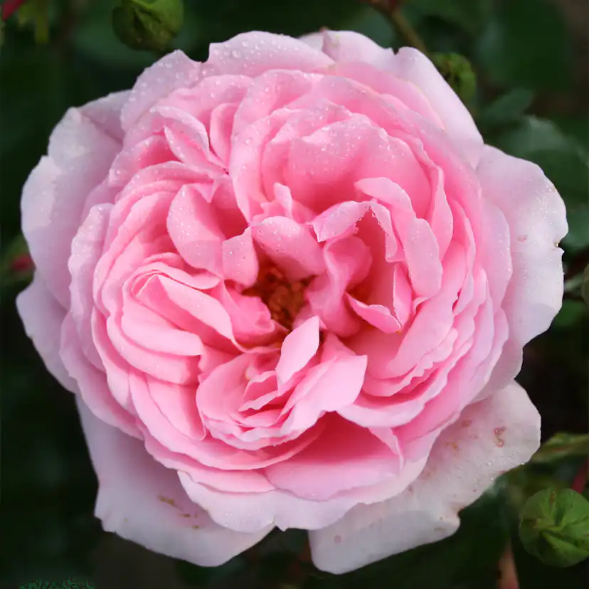 Flerblommig Rabattros Omnia Garden Home & Garden
