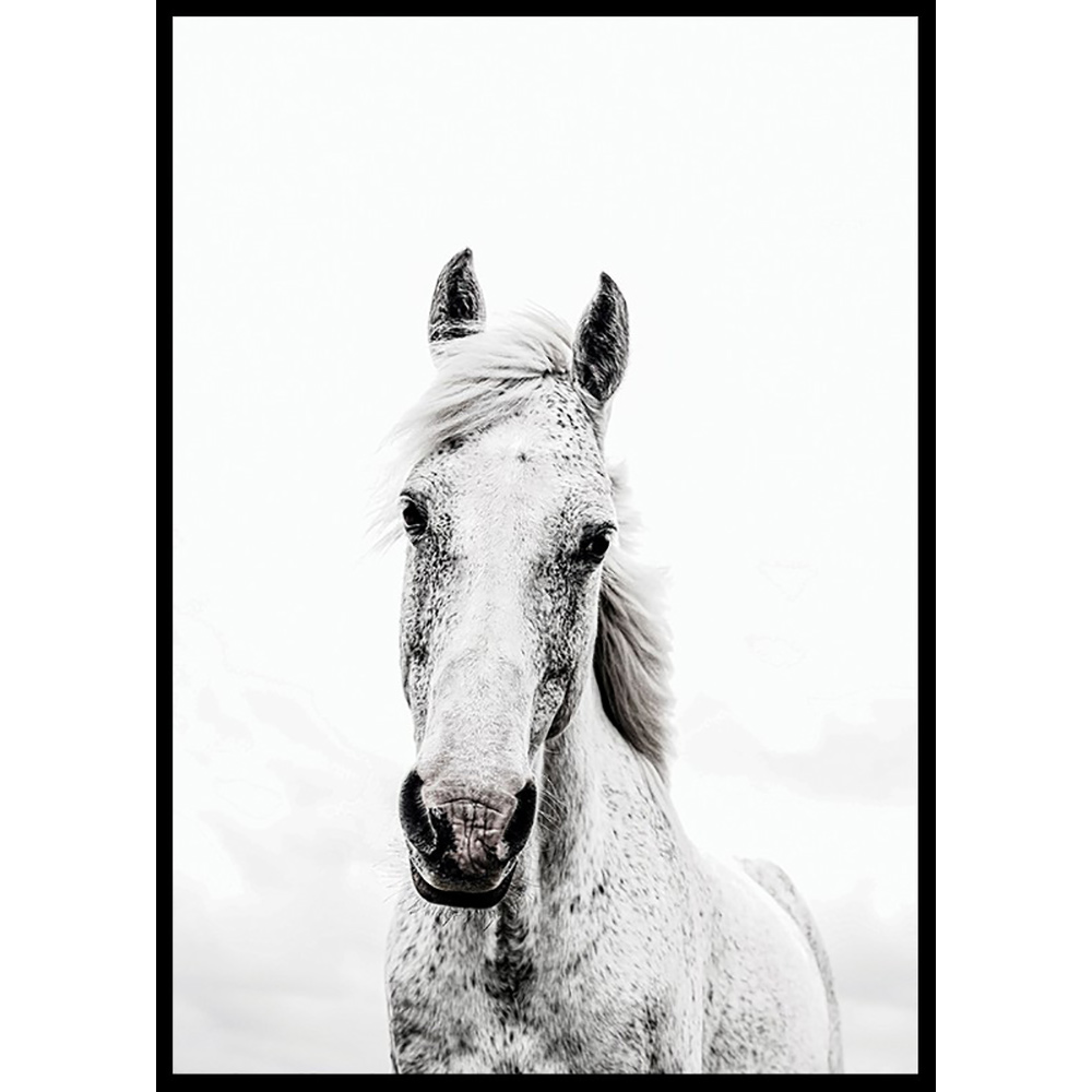 Poster Gallerix White Horse Up Close